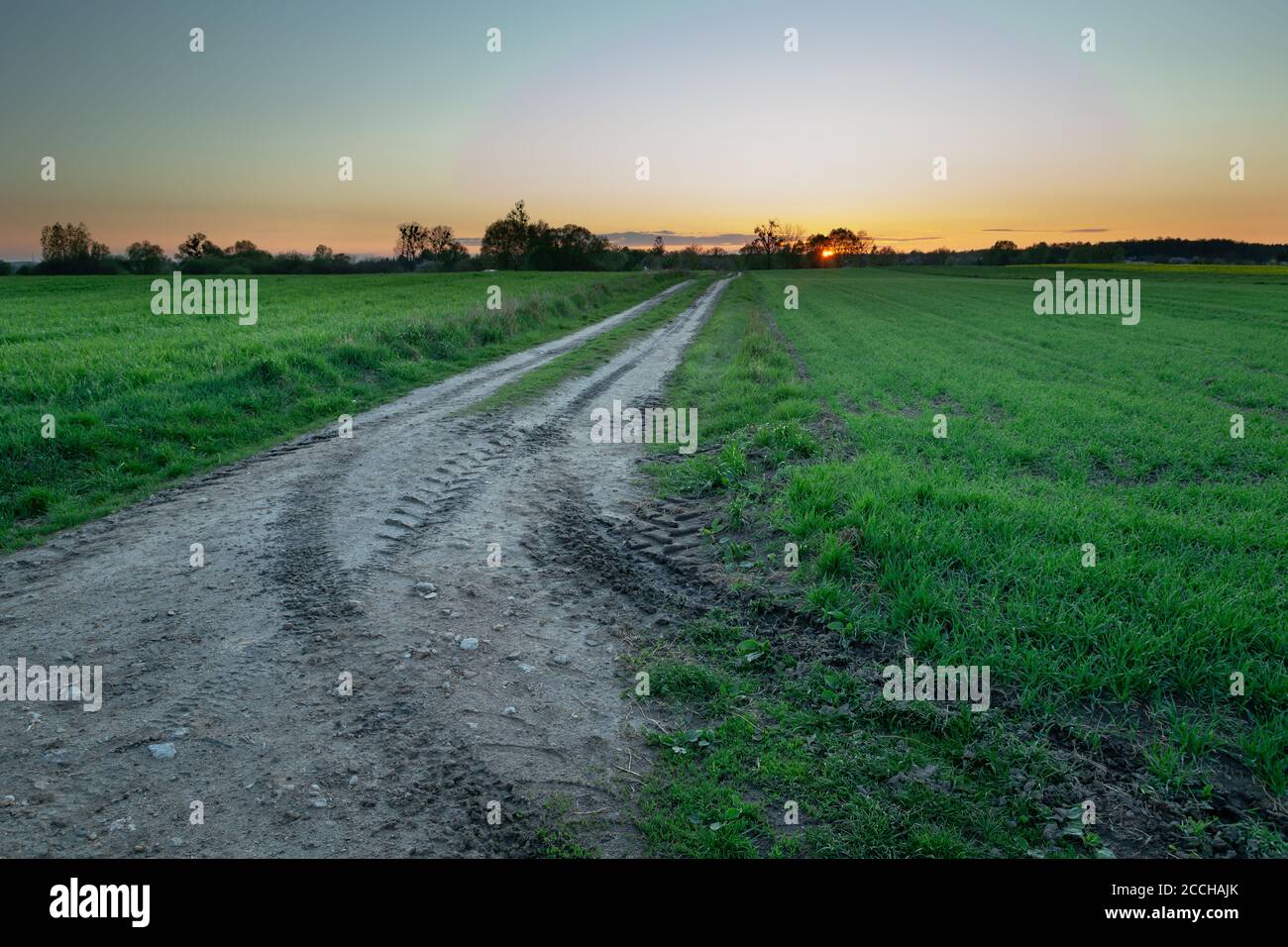 Tracce di ruote su una strada sterrata attraverso campi verdi durante il tramonto Foto Stock
