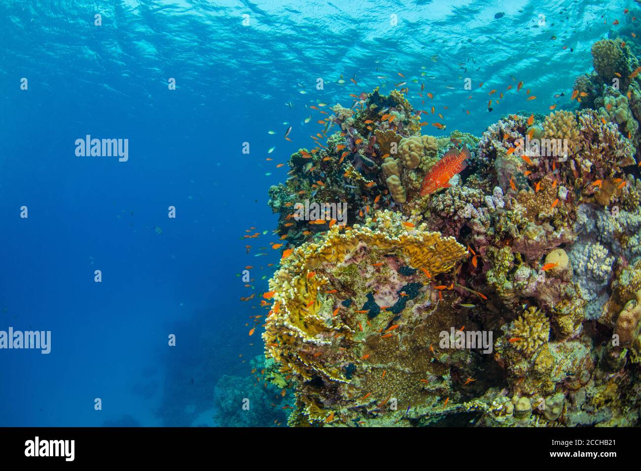Bellissima barriera corallina con foca. Foto del paesaggio subacqueo con pesci e vita marina Foto Stock
