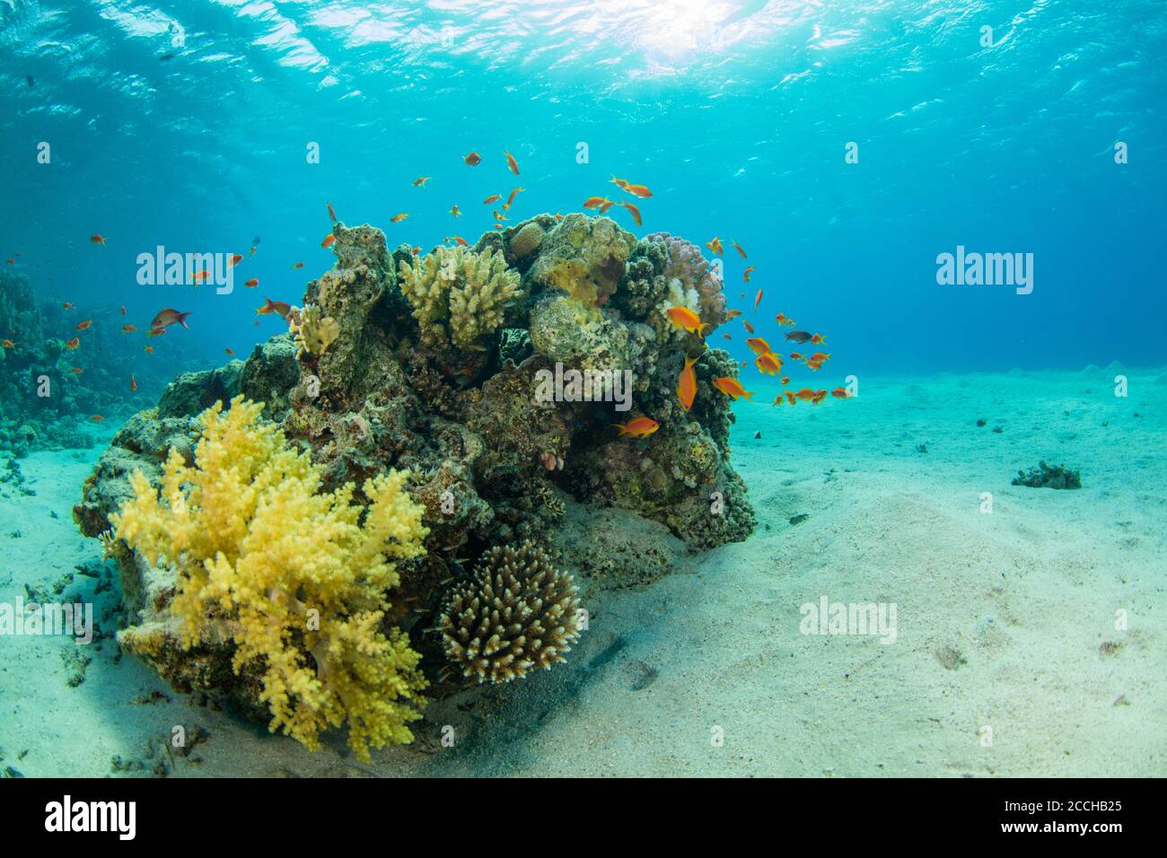 Bellissima barriera corallina con foca. Foto del paesaggio subacqueo con pesci e vita marina Foto Stock