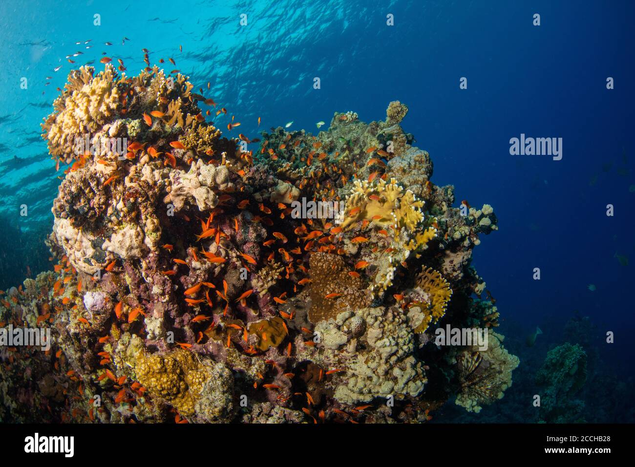 Bellissima barriera corallina con foca. Foto del paesaggio subacqueo con pesci e vita marina Foto Stock