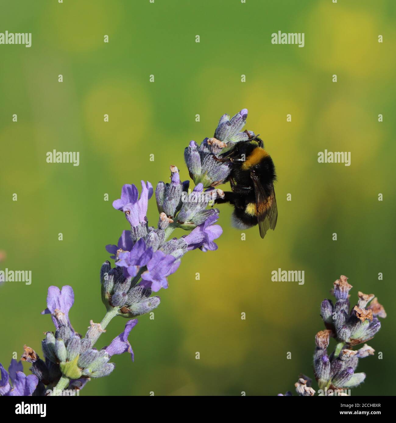 bumbelbee sulla lavanda Foto Stock