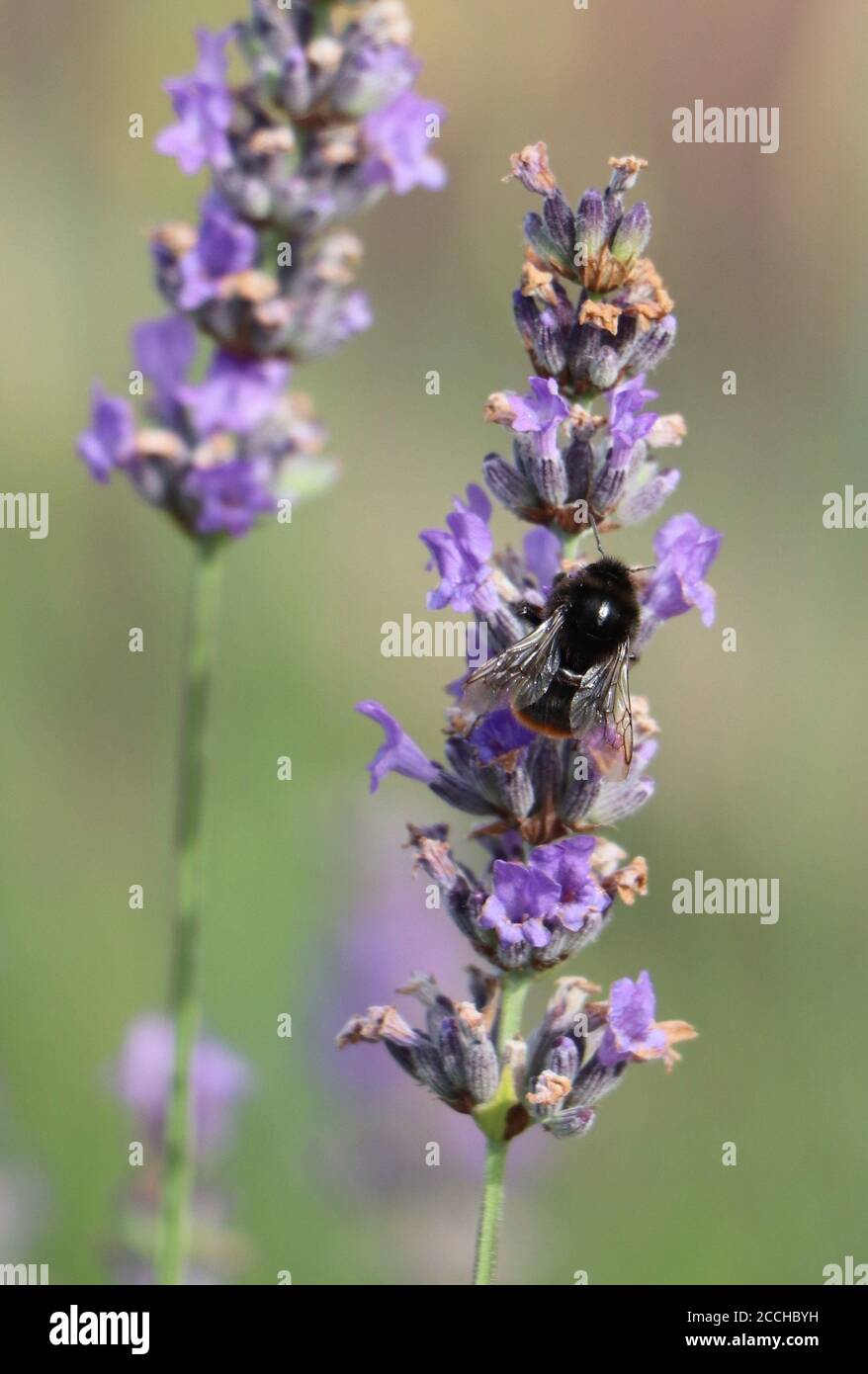 bumbelbee sulla lavanda Foto Stock