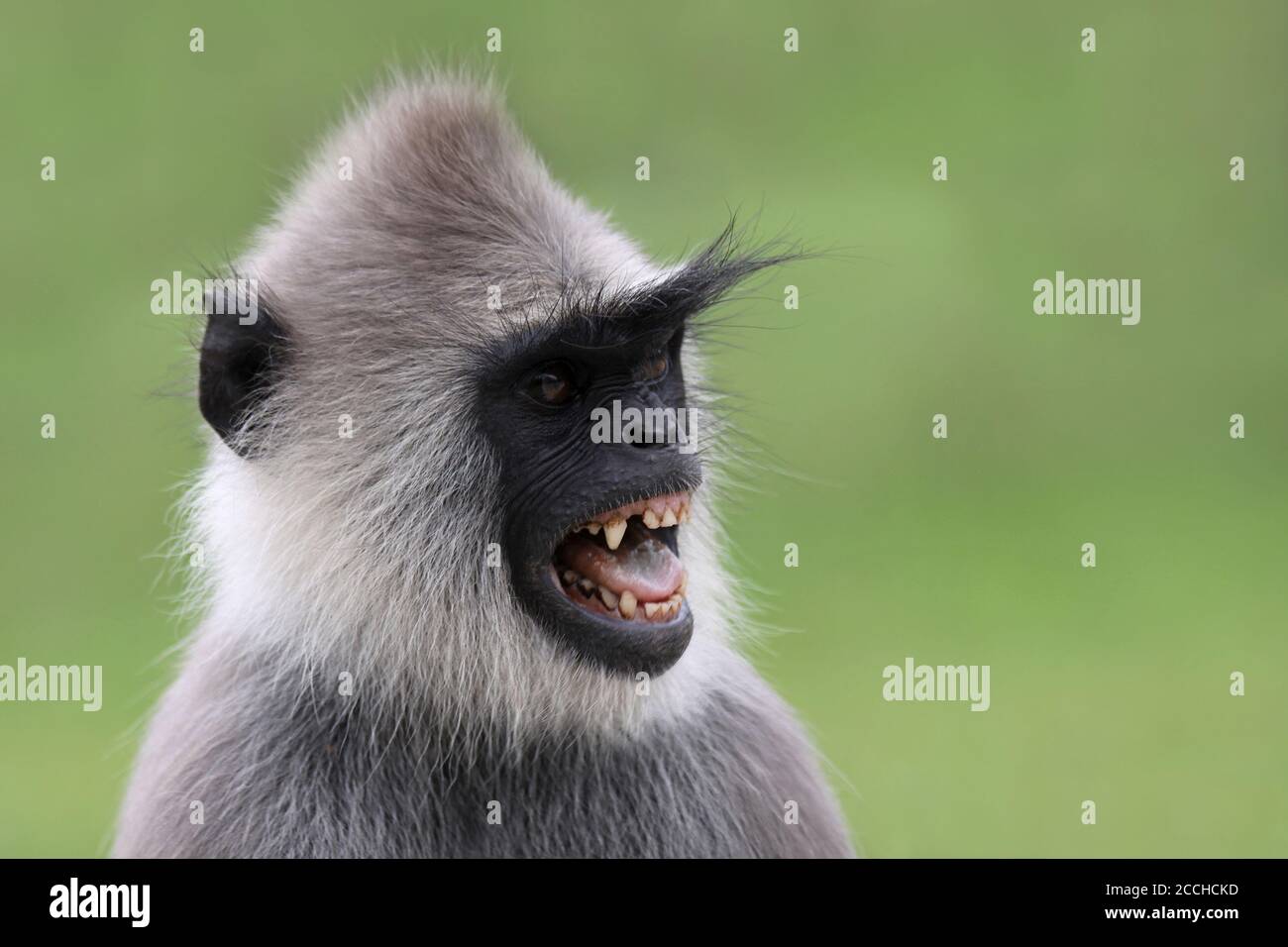 Tufted Gray Langur (Semnopithecus priam) - visualizzazione delle minacce che mostra i denti Foto Stock