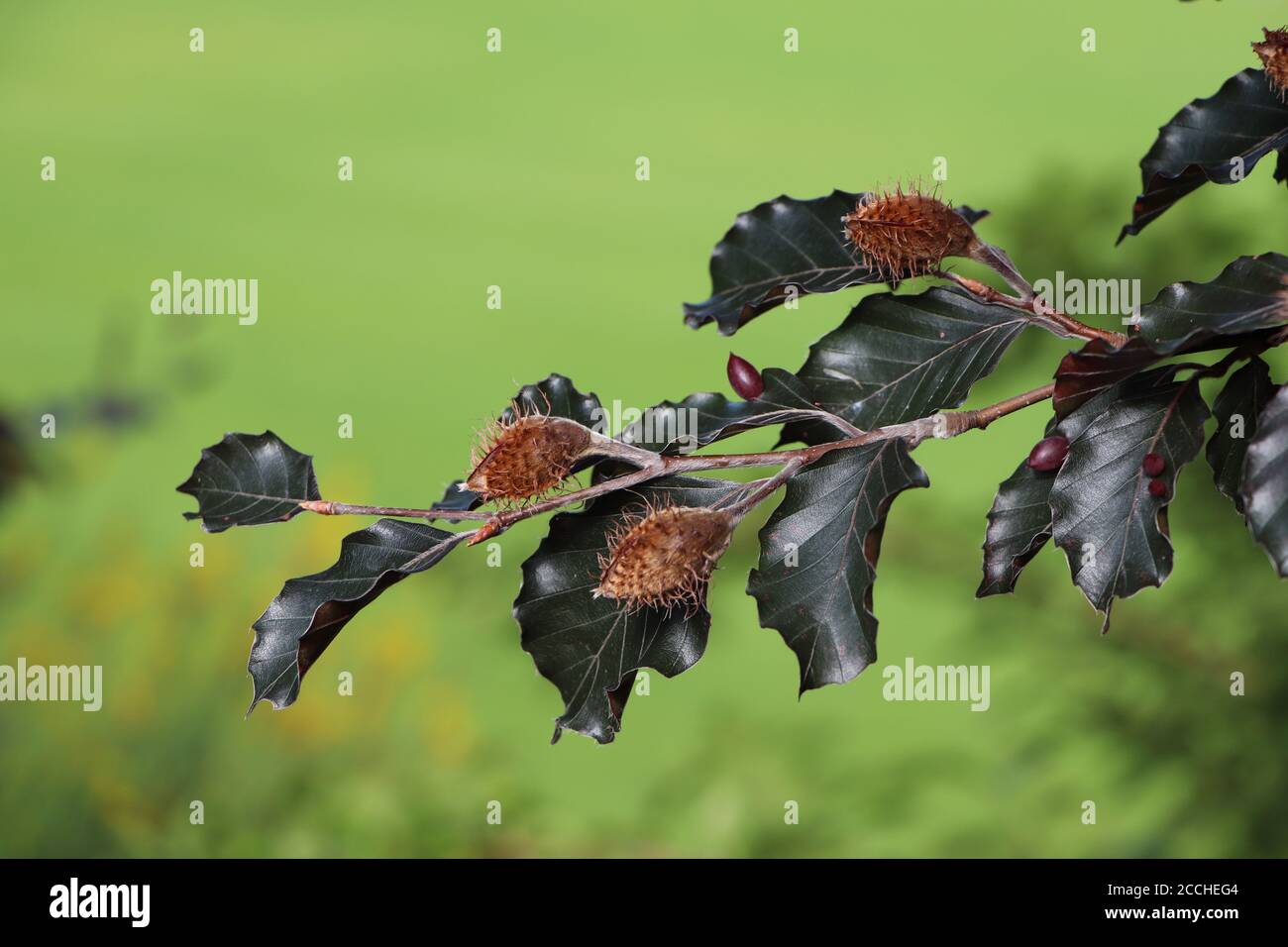 Uova di mezza gallina di faggio su un faggio europeo Foto Stock