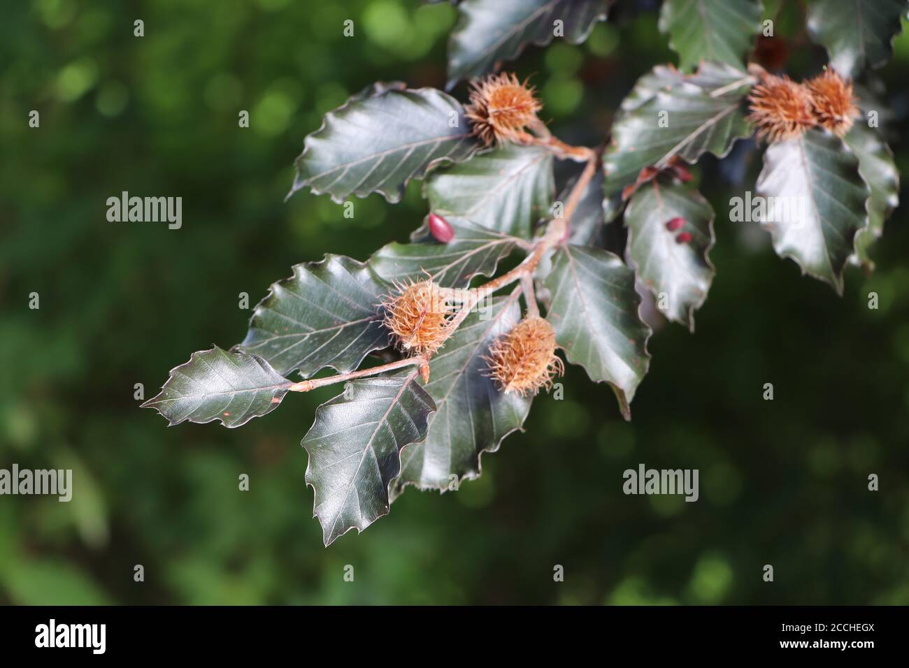 Uova di mezza gallina di faggio su un faggio europeo Foto Stock