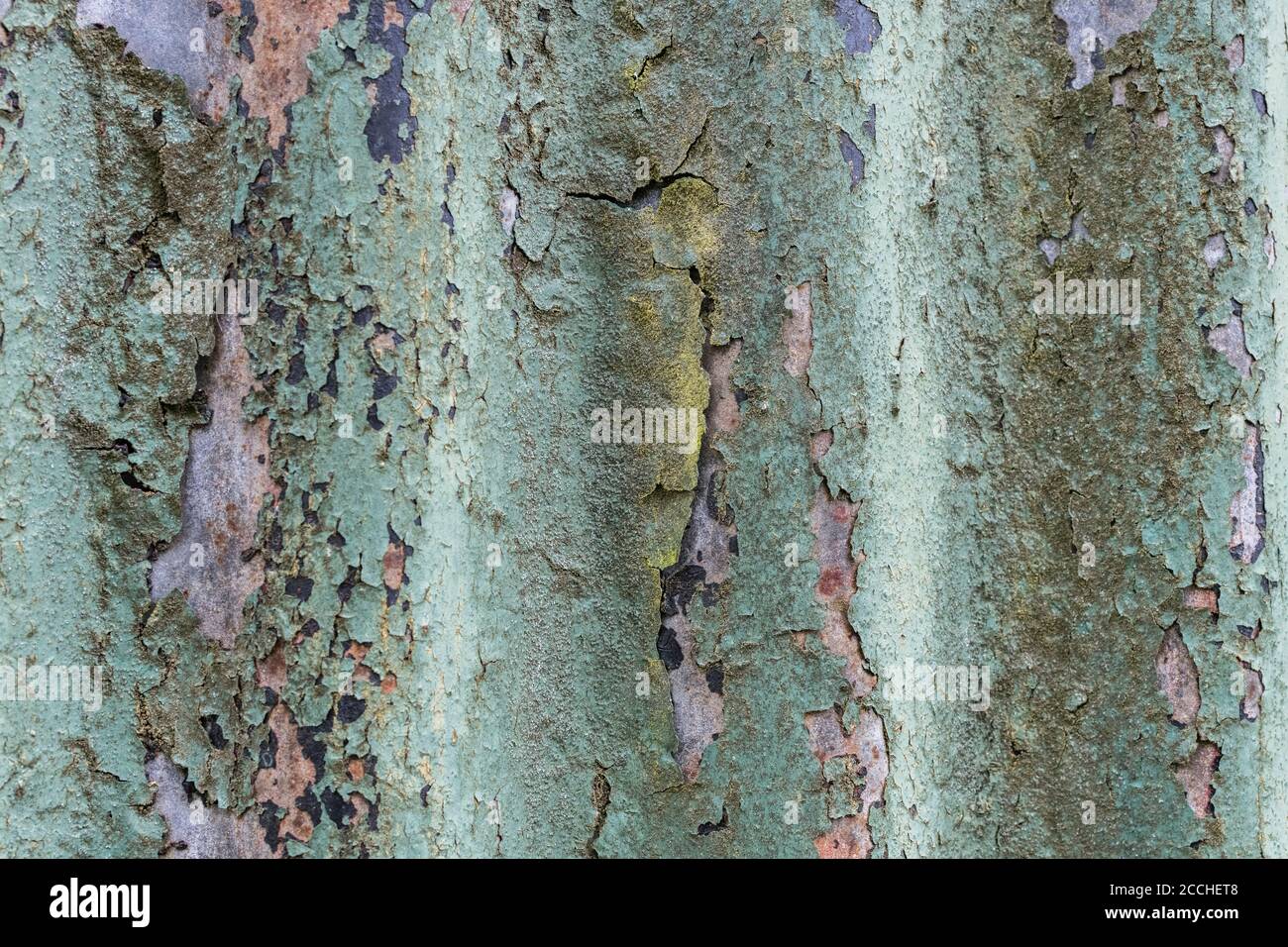 Colori arancio sbiadito e teal di vernice sfaldante e arrugginito stagno giardino capannone. Bella vecchia vernice texture sbiadito dalla luce. Foto Stock