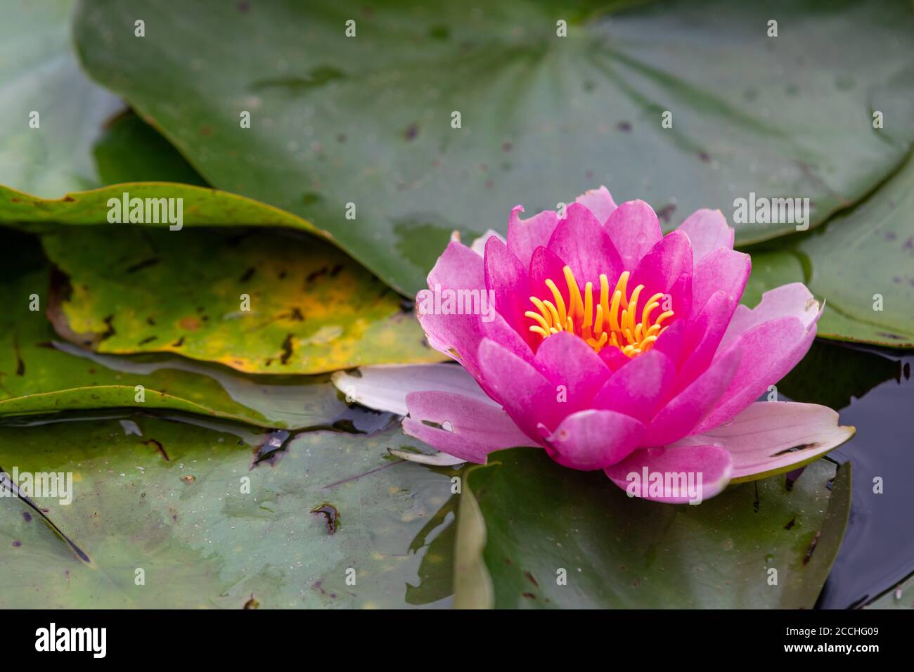 Primo piano di un fiore rosa di giglio d'acqua in fiore tra foglie verdi galleggianti in uno stagno Foto Stock