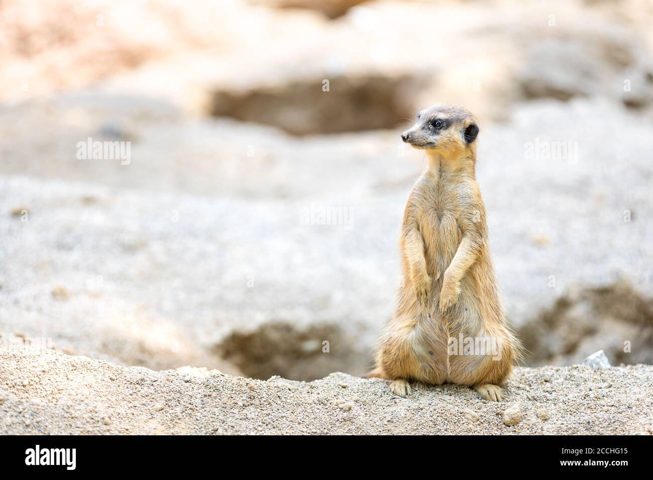 Primo piano di un piccolo meerkat in piedi sulle gambe posteriori su un cumulo di sabbia e sporcizia, e guardando lateralmente Foto Stock