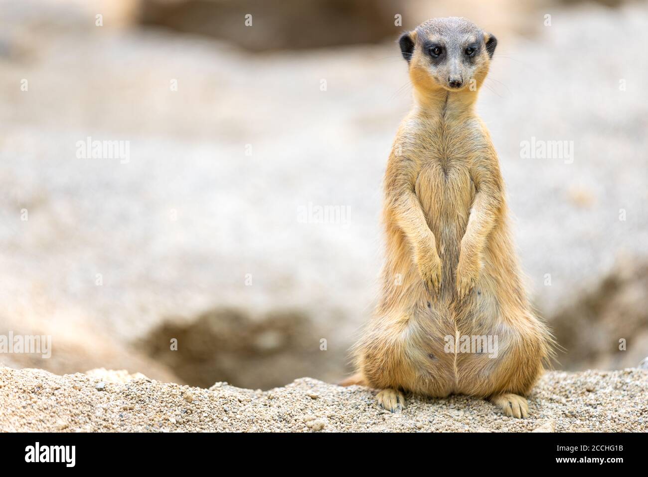 Primo piano di un piccolo meerkat in piedi sulle gambe posteriori su un cumulo di sabbia e sporcizia, e guardando la fotocamera Foto Stock