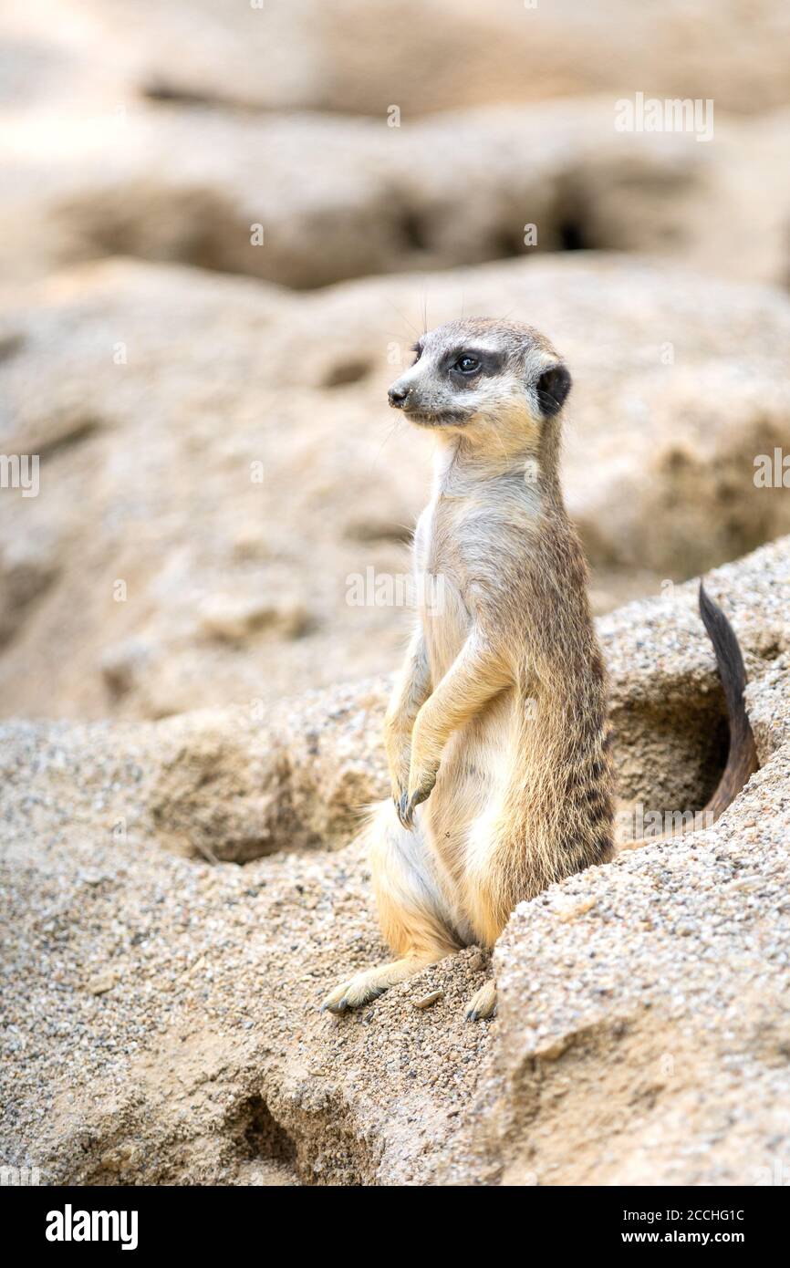 Primo piano di un piccolo meerkat che si erge lateralmente sulle gambe posteriori su un cumulo di sabbia e sporcizia, e che indaga l'ambiente circostante Foto Stock