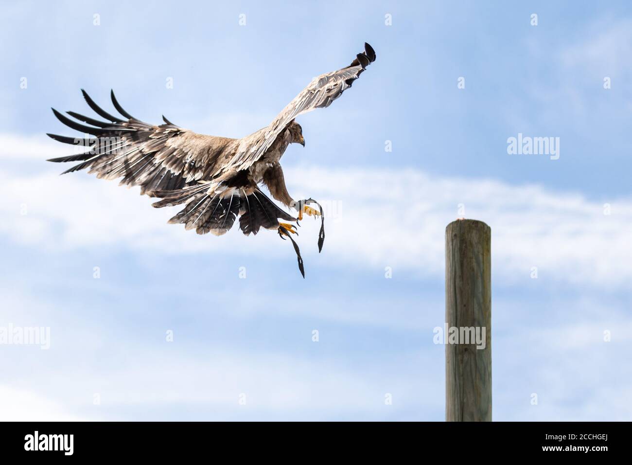 Primo piano di un falco marrone che batte le ali e atterra su un palo di legno, contro un cielo estivo blu con nuvole soffici Foto Stock