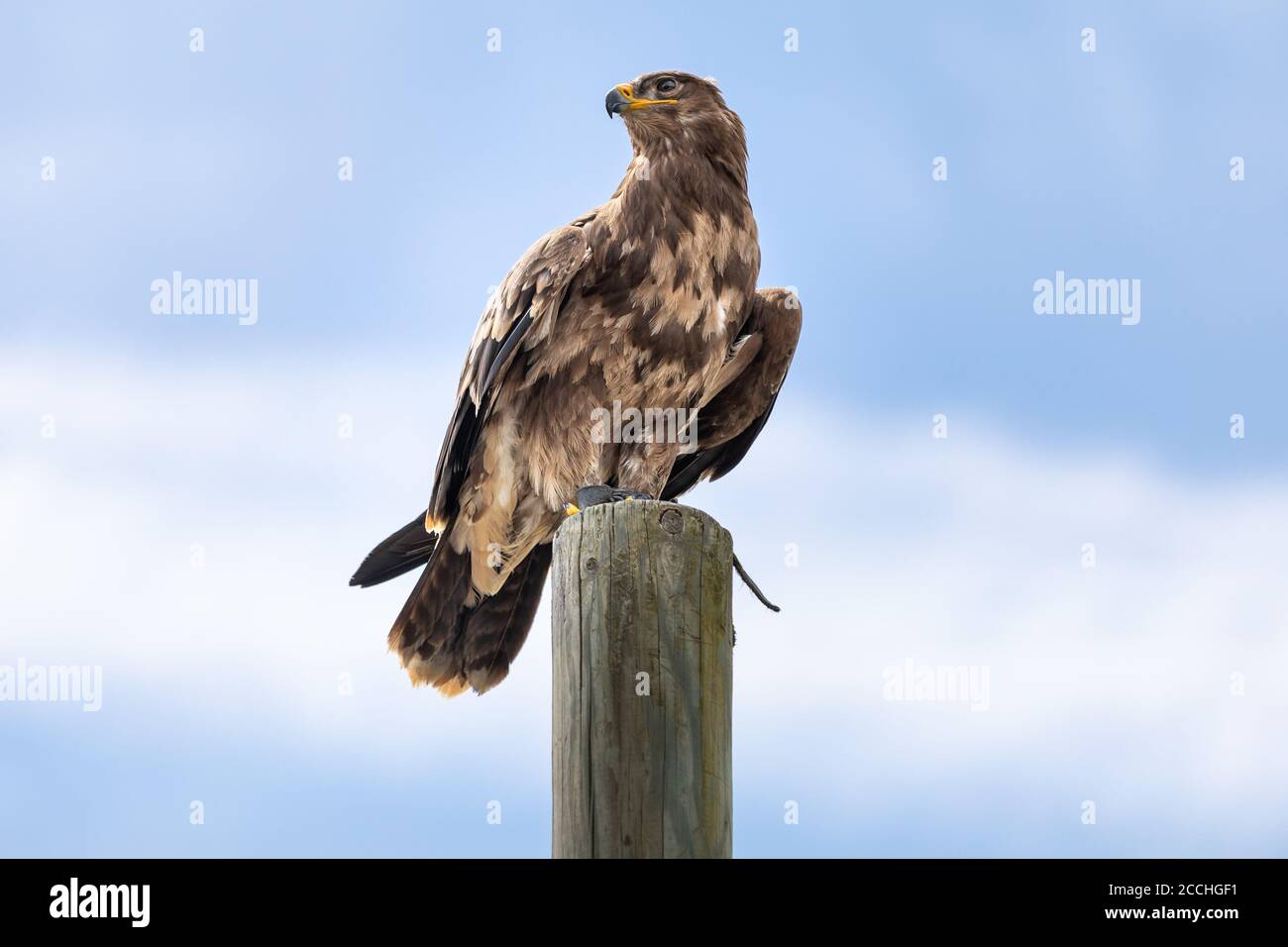 Primo piano di un falco arroccato su un palo di legno e guardando lateralmente, contro un cielo estivo blu con nuvole soffici Foto Stock