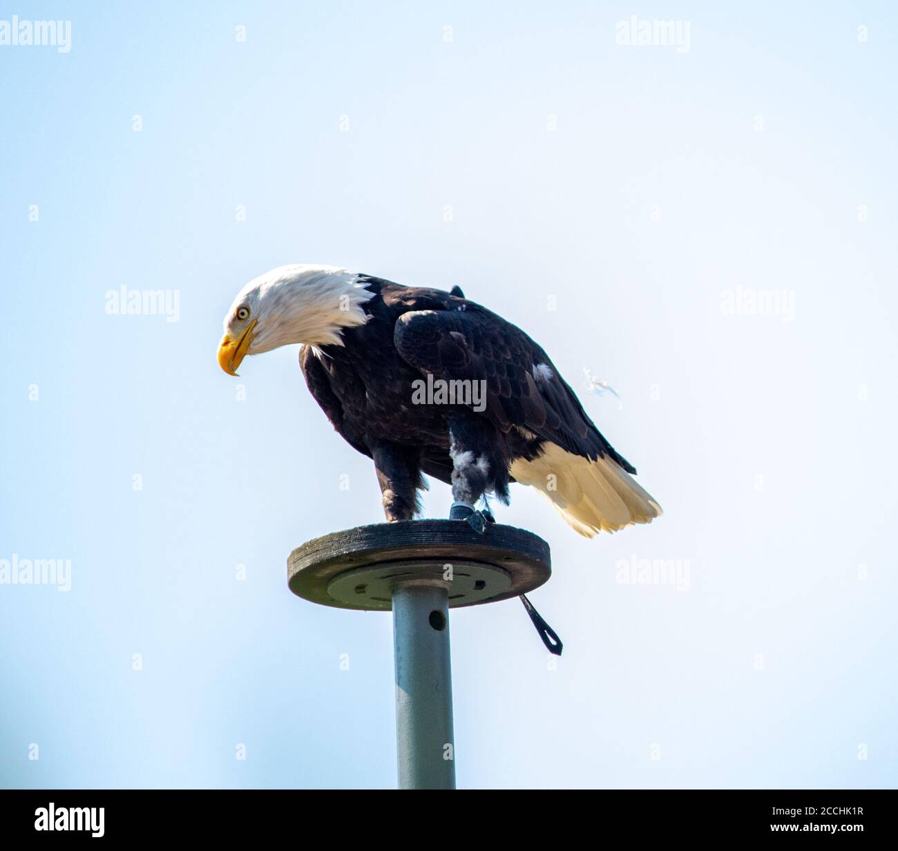 Un'aquila calva, Haliaetus leucofalo, un uccello di preda trovato in Nord America in piedi su una piattaforma Foto Stock