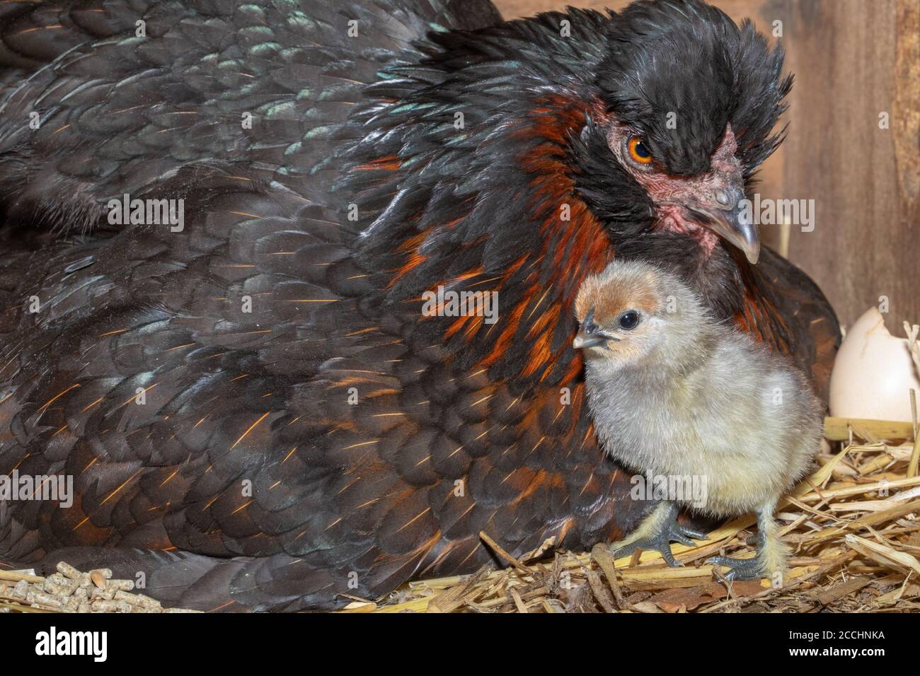 Gallina domestica con un pulcino appena covato. Young è recentemente emerso da un uovo dopo ventuno giorni di incubazione. Annotare il numero da quattro a. Foto Stock