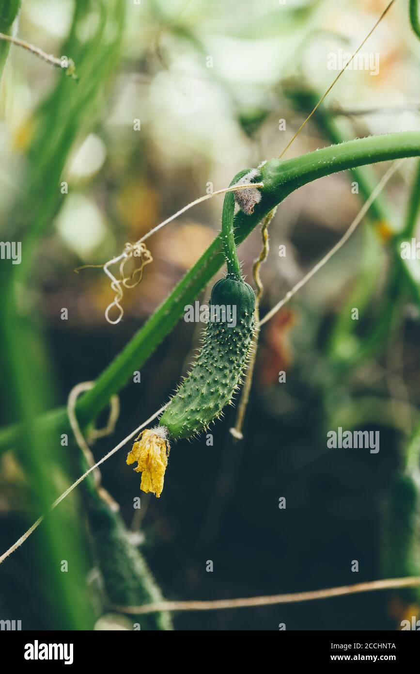 Cetriolo fresco sulla piantagione di Hothouse Foto Stock