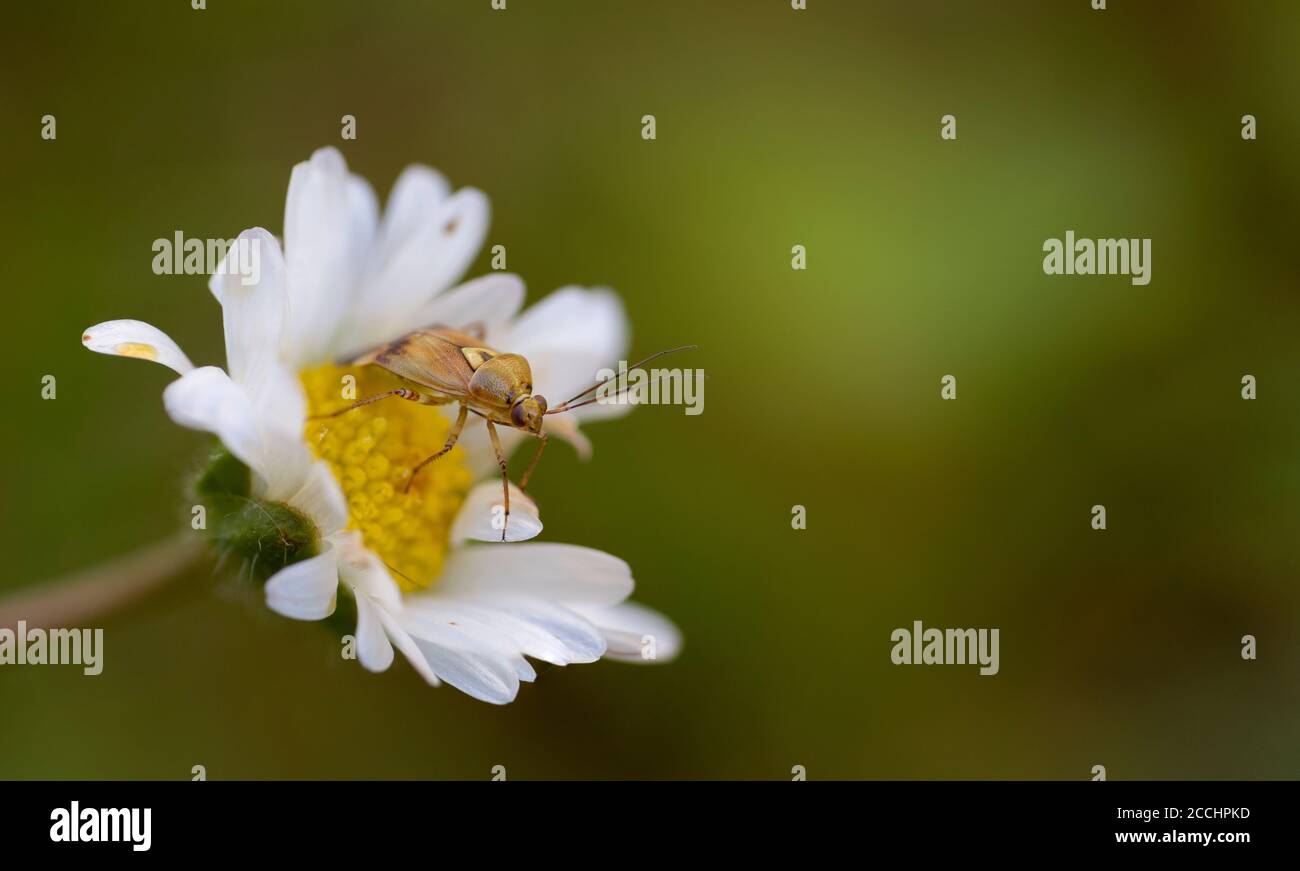 Primo piano di un bug su fiore Foto Stock