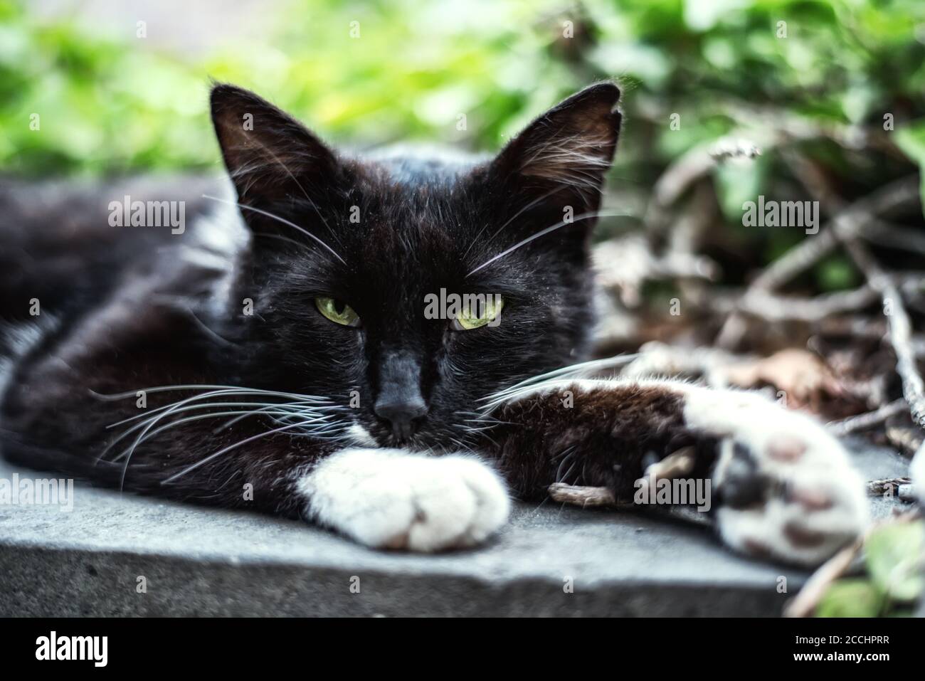 Il ritratto di strada bianco gatto macchiato con verde chiaro occhi Foto Stock