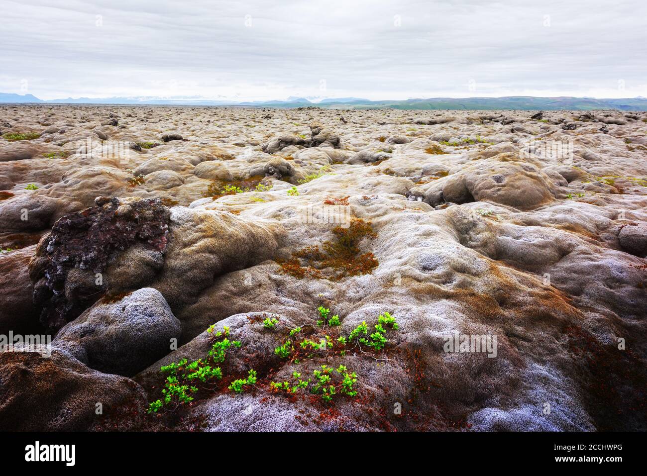 Straordinario paesaggio islandese con campo di lava ricoperto di muschio marrone Eldhraun da eruzione vulcanica e cielo nuvoloso Foto Stock
