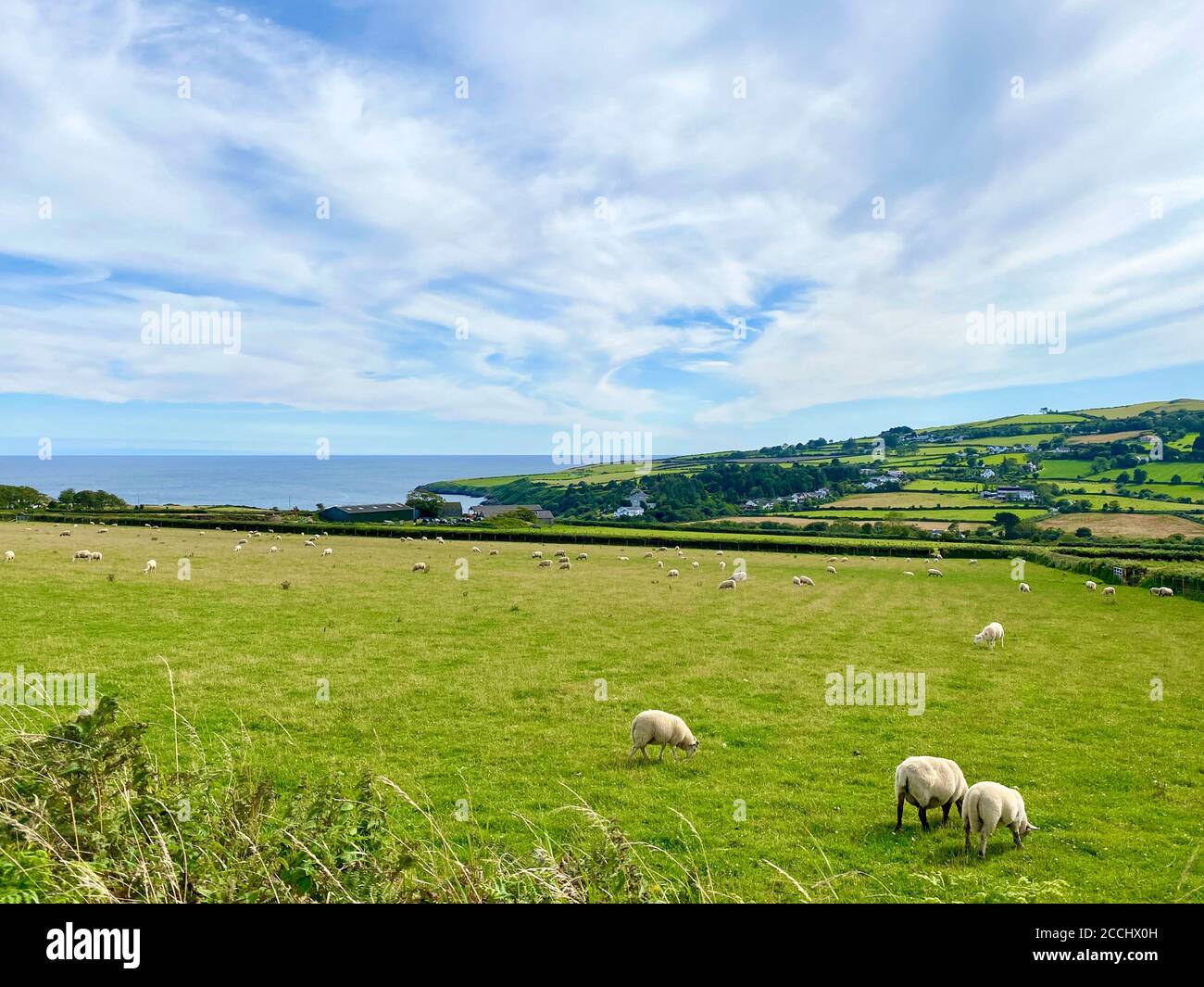 Manx agnello e pecora pascolo su terreni agricoli verde smeraldo a Maughold, Isola di Man, Isole Britanniche Foto Stock