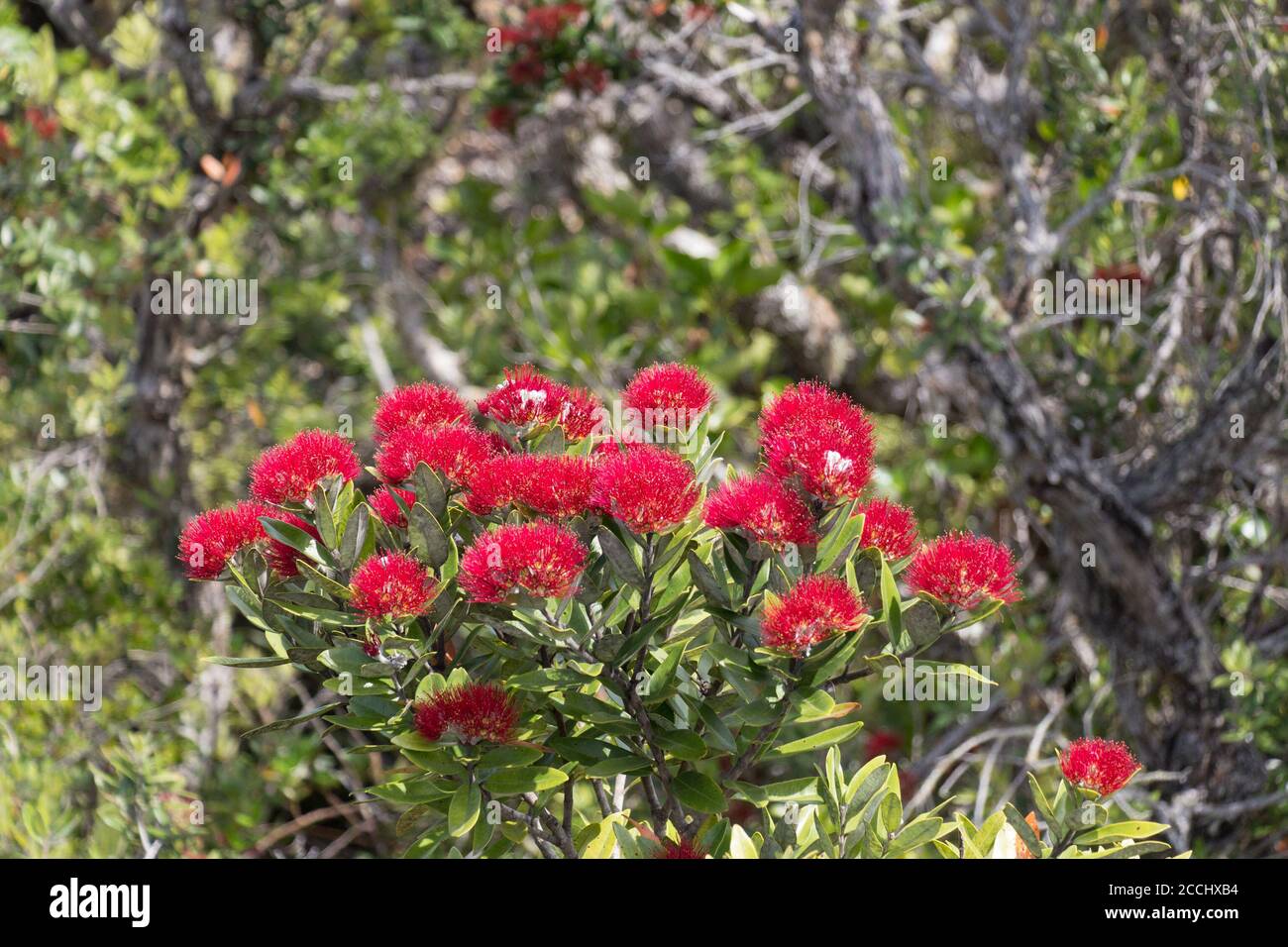 La vista di pohutukawa albero in fiore. Foto Stock