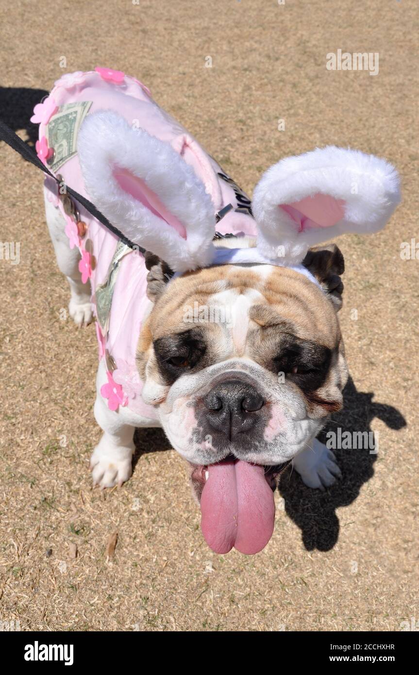 Un bulldog su un guinzaglio, la sua lingua che si stacca, indossa un costume rosa e bianco con grandi orecchie di furry. Foto Stock