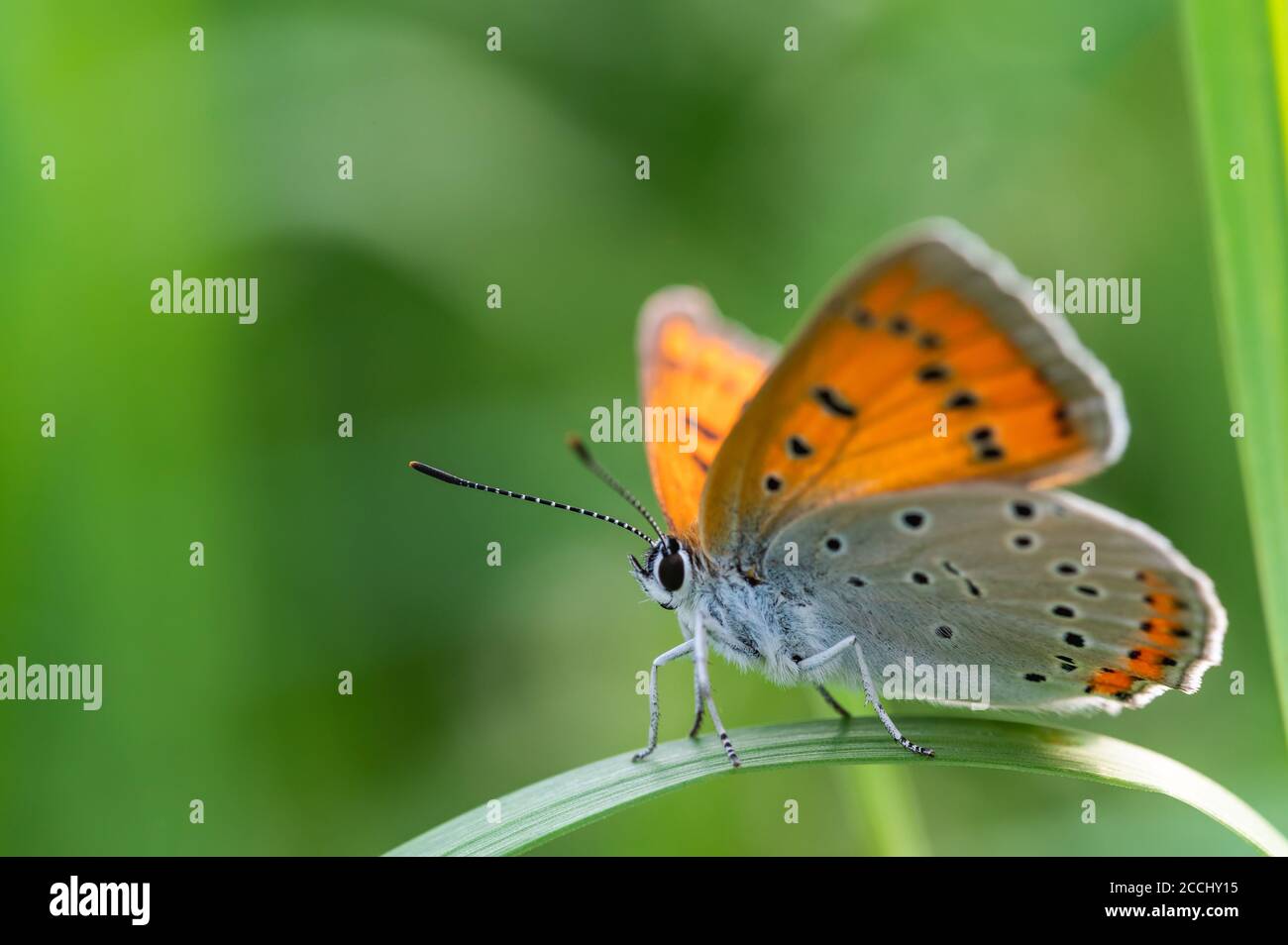 Farfalla di rame grande (Lycaena dispensar) strisciando su una foglia di erba verde. Primo piano. Foto Stock