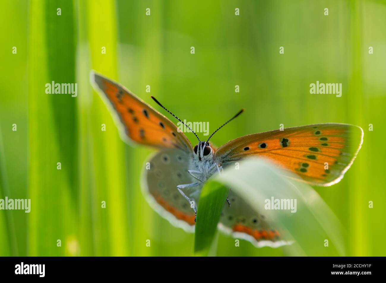 Farfalla di rame grande (Lycaena dispensar) strisciando su una foglia di erba verde. Primo piano. Foto Stock
