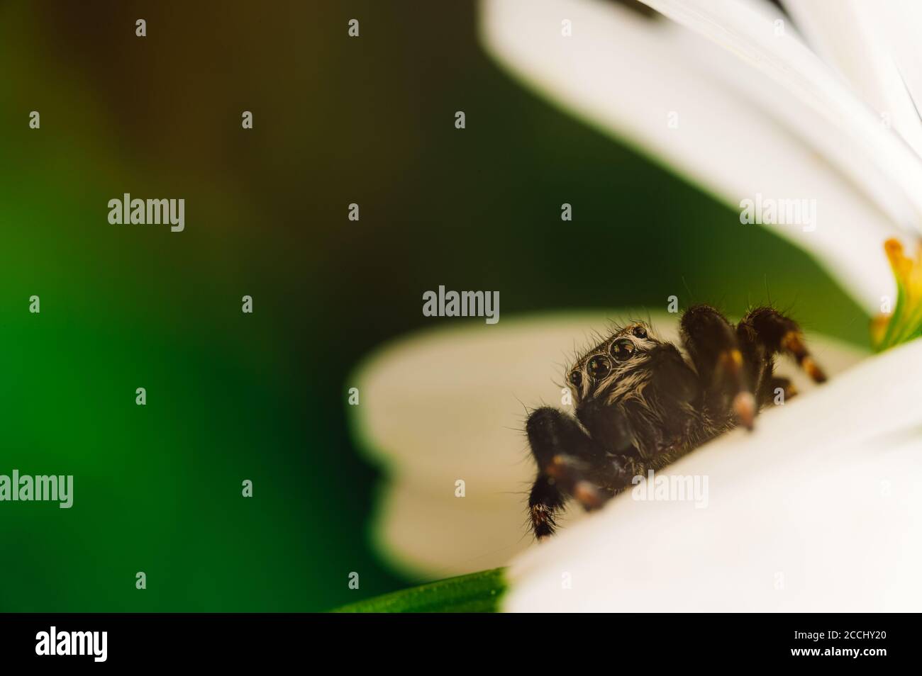 Ragno nero (Evarca arcuata, ragno che salta). Ingrandimento elevato, macro, molti dettagli. Foto Stock