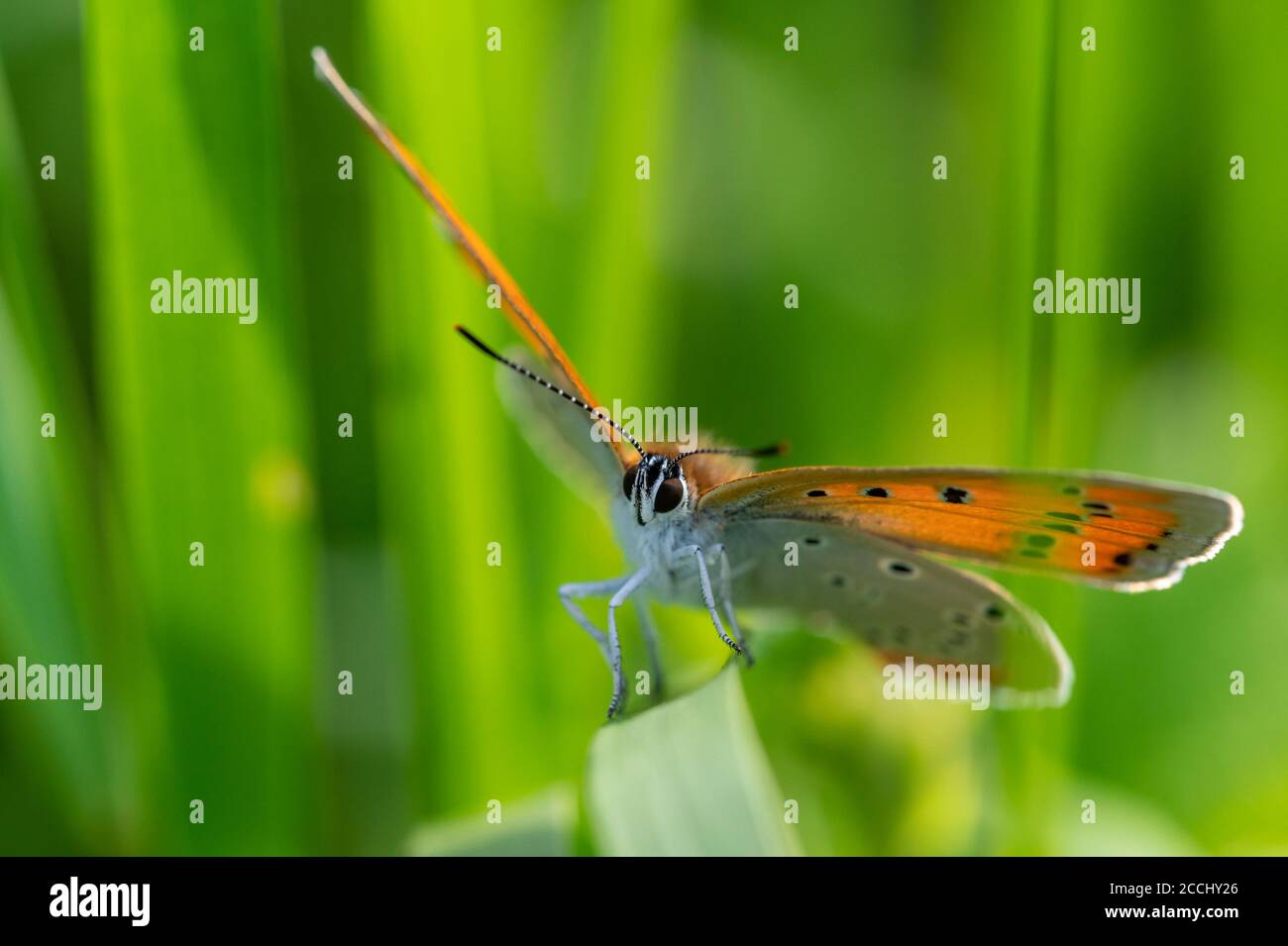 Farfalla di rame grande (Lycaena dispensar) strisciando su una foglia di erba verde. Primo piano. Foto Stock