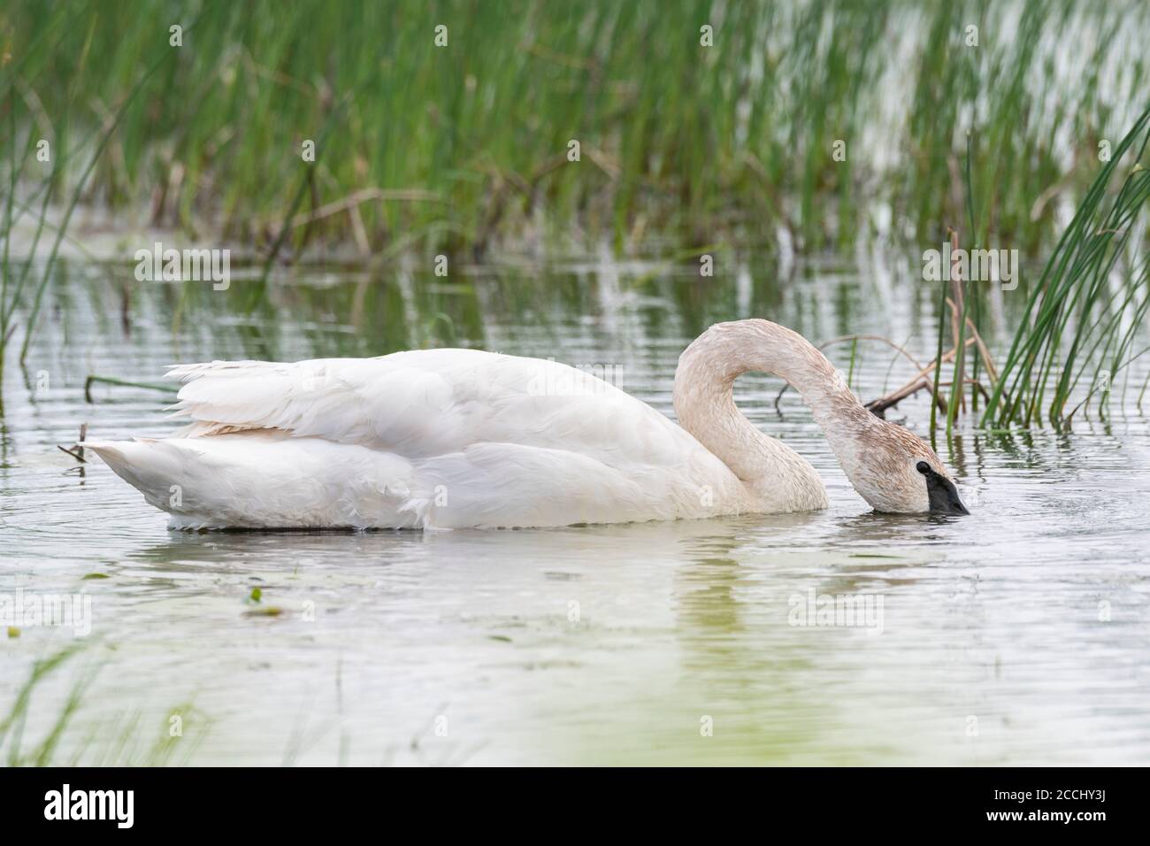 Cigno trombettista (cicnus buccinator), che si nutre in stagno di acqua dolce, e Nord America, di Dominique Braud/Dembinsky Photo Assoc Foto Stock