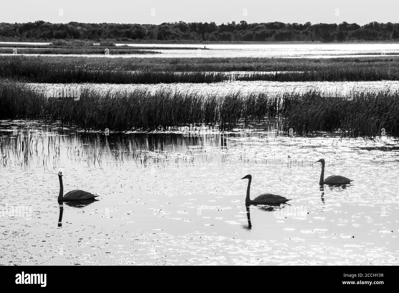 Cigni trombettieri (cicnus buccinator), Alba, Phantom Lake, Crex Meadows WMR, WI, USA, di Dominique Braud/Dembinsky Photo Assoc Foto Stock