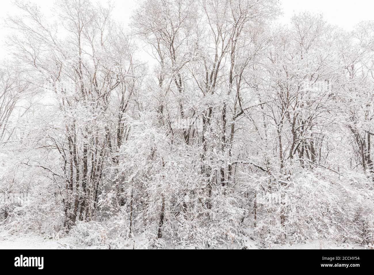 Tempesta di neve primaverile, Minnesota, USA, di Dominique Braud/Dembinsky Photo Assoc Foto Stock