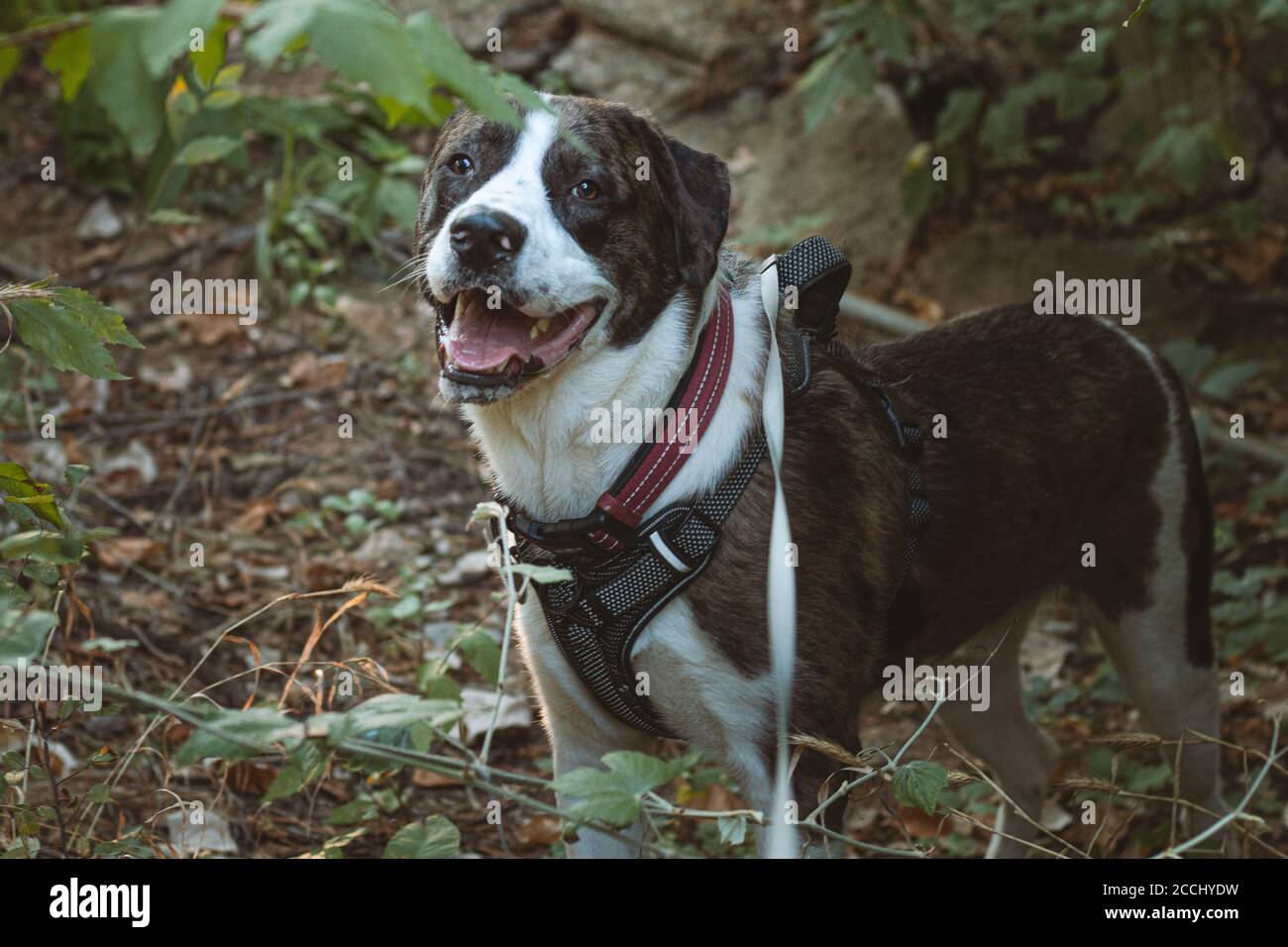 Great Pyrenees Mix cane in un'escursione nei boschi con imbracatura e guinzaglio Foto Stock