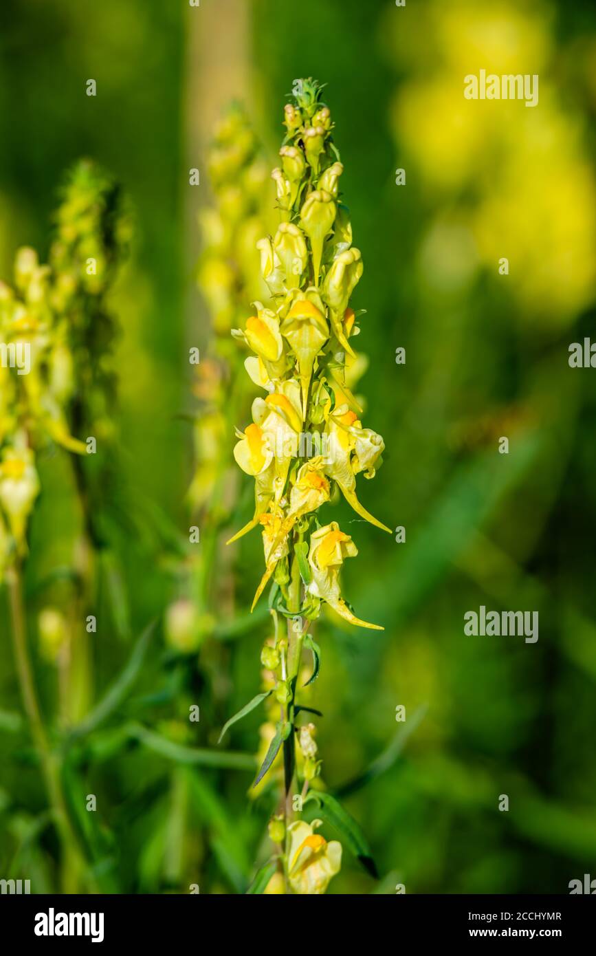 fiore comune di punta-lino nel prato Foto Stock