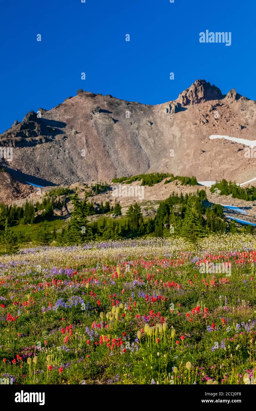 Prato di fiori selvatici subalpini lungo il Pacific Crest Trail con Ives Peak distante, nella Goat Rocks Wilderness, Gifford Pinchot National Forest, Washi Foto Stock