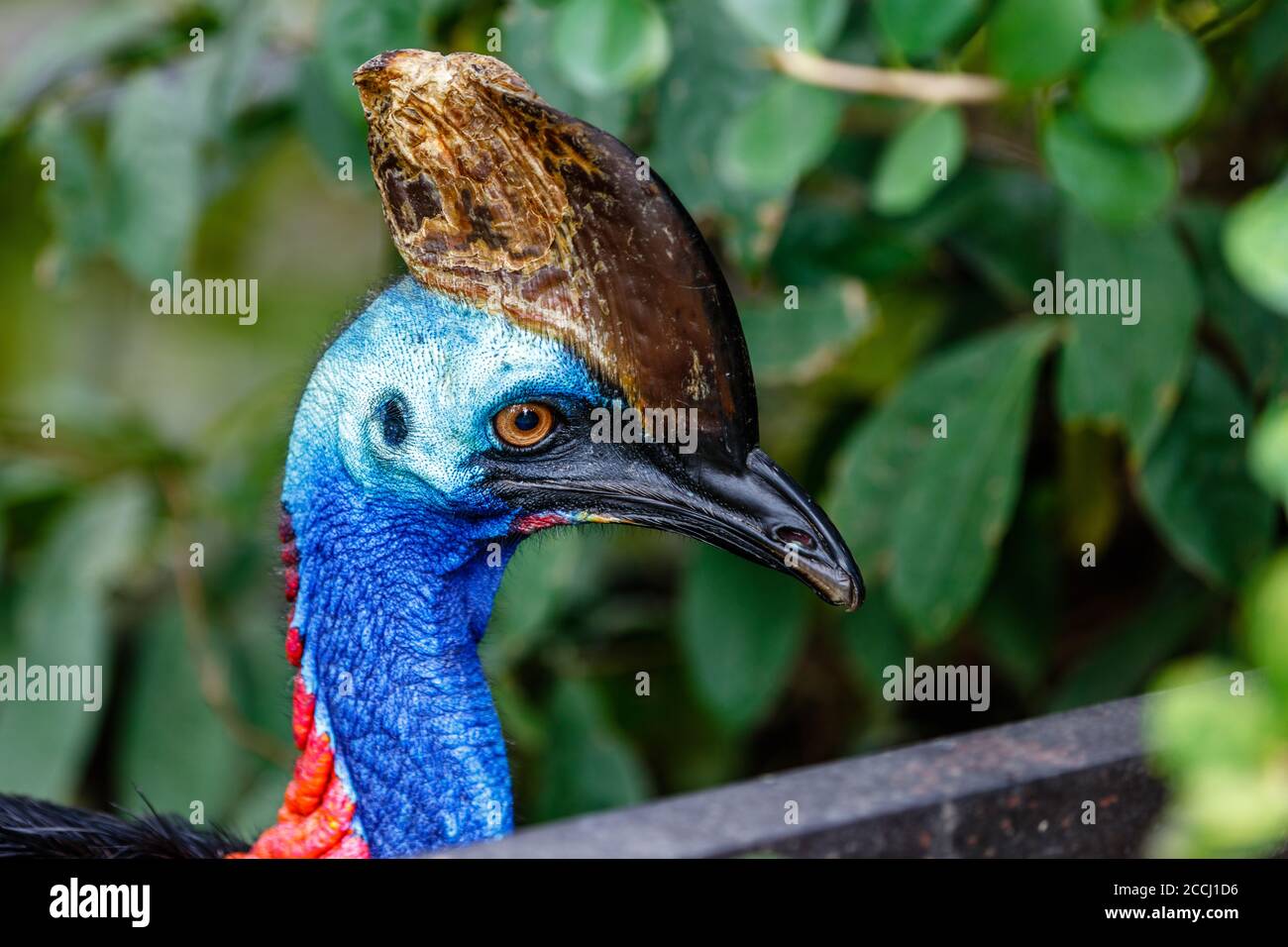 Cassowary meridionale adulto in un parco di uccelli, Indonesia. Immagine verticale, scatto della testa. Foto Stock