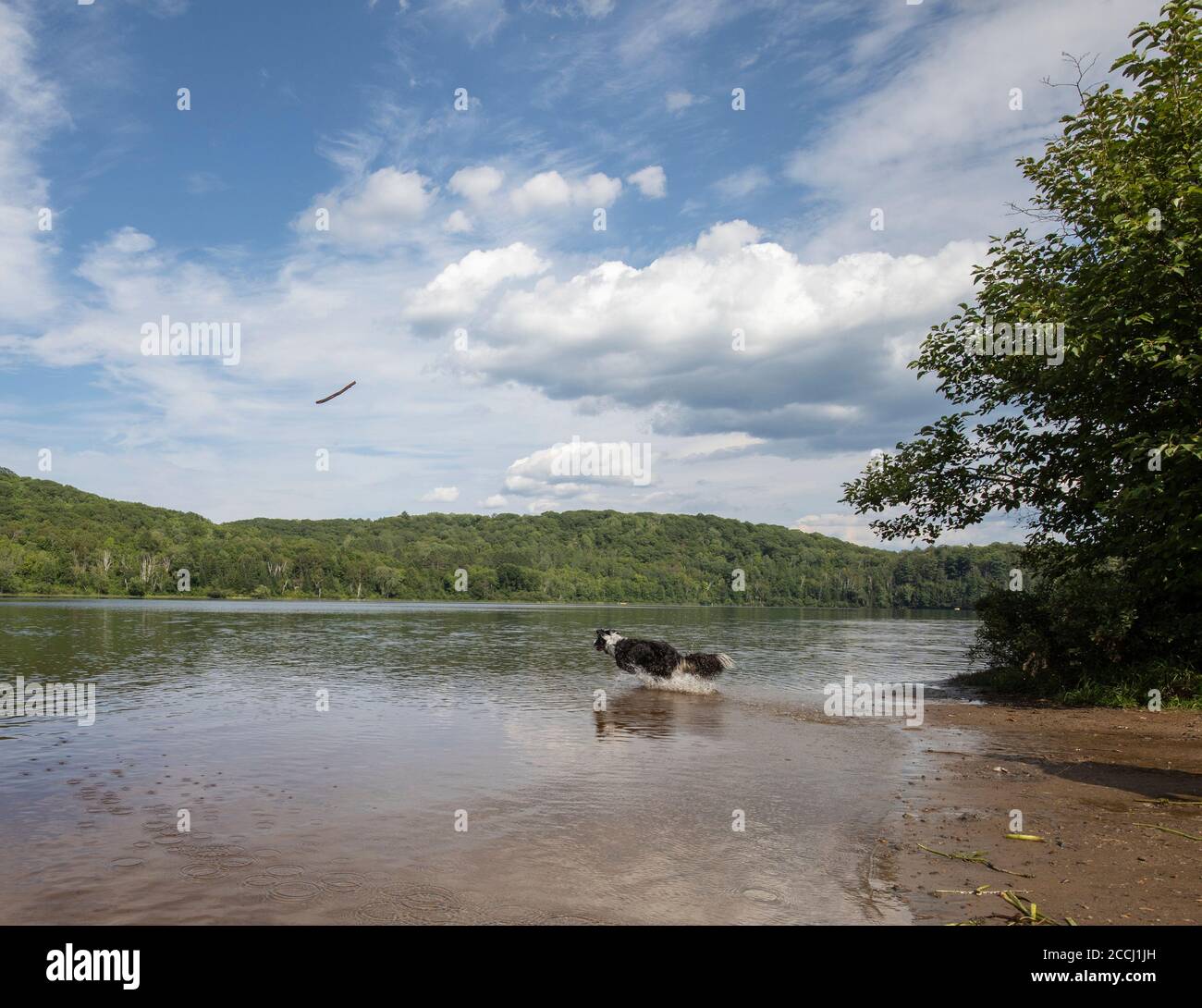 Un cane pastore collie inseguire un bastone nel lago di freccia presso la spiaggia per gli animali domestici Foto Stock