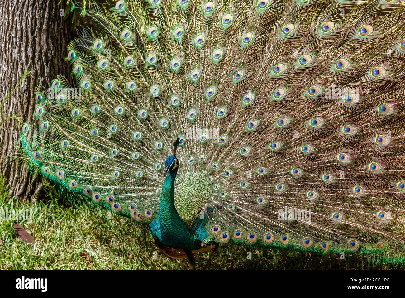 Pavone indiano maschio che mostra la sua coda. Bali Bird Park. Gianyar, Bali, Indonesia. Foto Stock