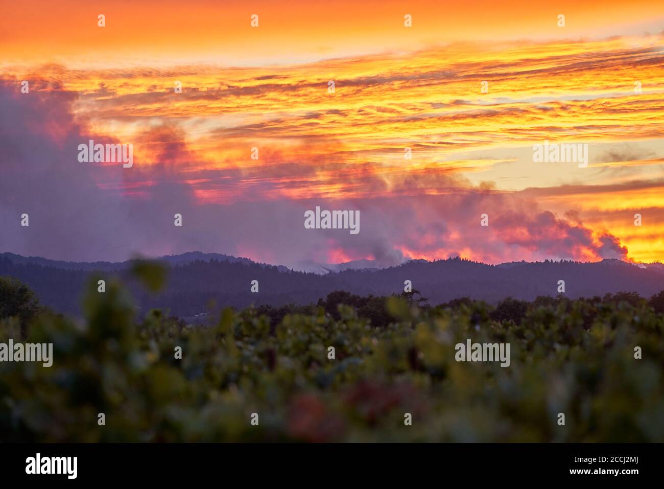 Tramonto in un vigneto nella campagna di Windsor, California. Il fumo sorge da una montagna a causa del fuoco di Walbridge. Foto Stock