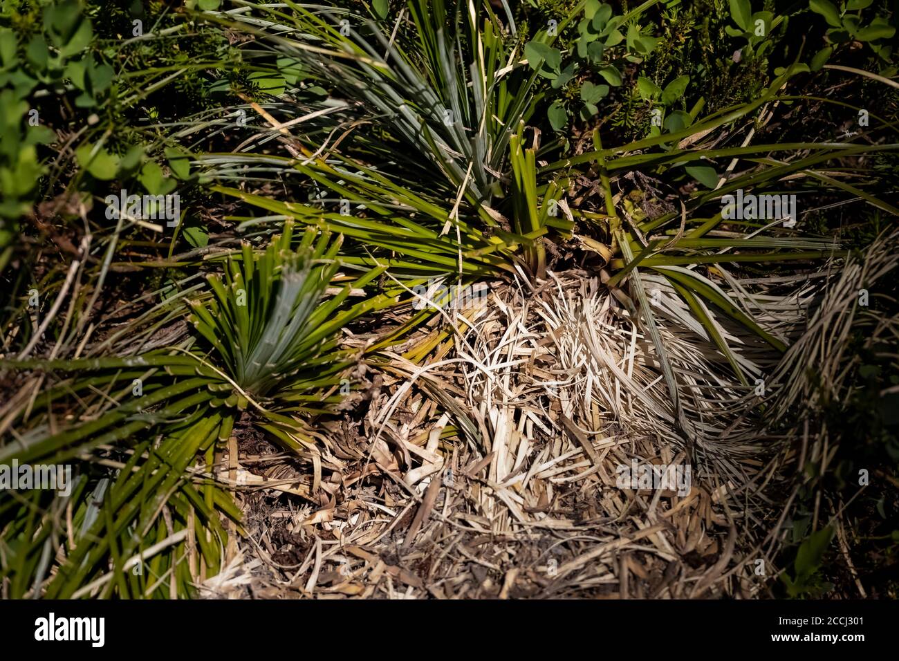 Beargrass, Xerophyllum tenax, foglie tagliate (credo da un orso nero americano, Ursus americanus, come una fodera di den; c'era anche un forte anim Foto Stock