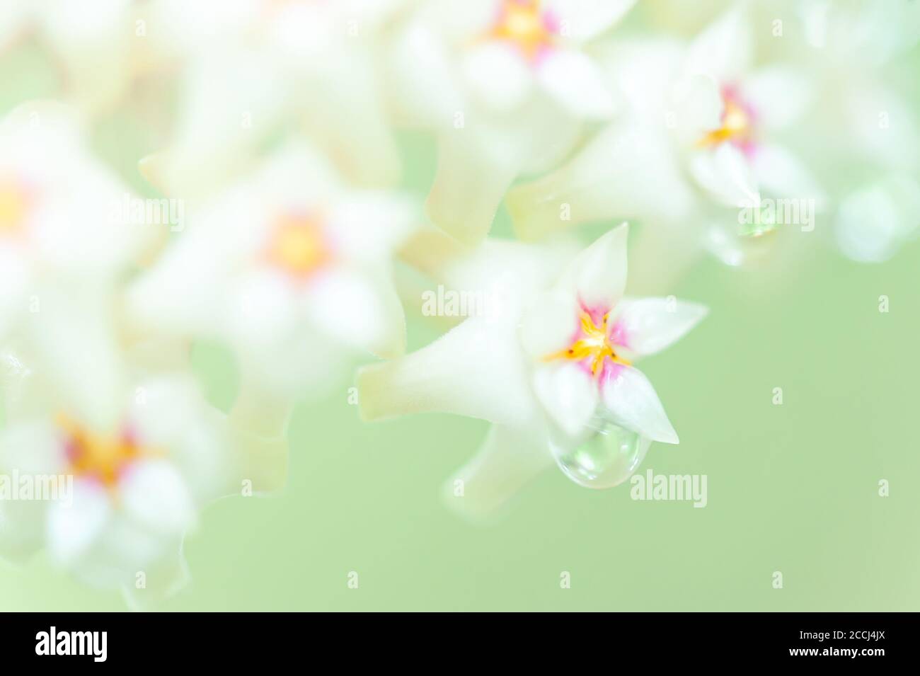 Bianco fiore Hoya parassitica (Roxb.) Parete. Ex fiore di Wight con nettare. Primo piano. Mettere a fuoco sui petali rosa. Foto Stock