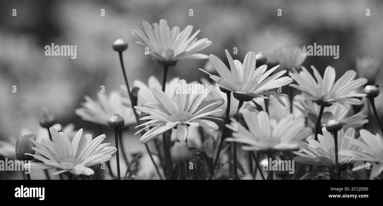 Gruppo di belle margherite in pieno splendore, in modalità bianco e nero Foto Stock