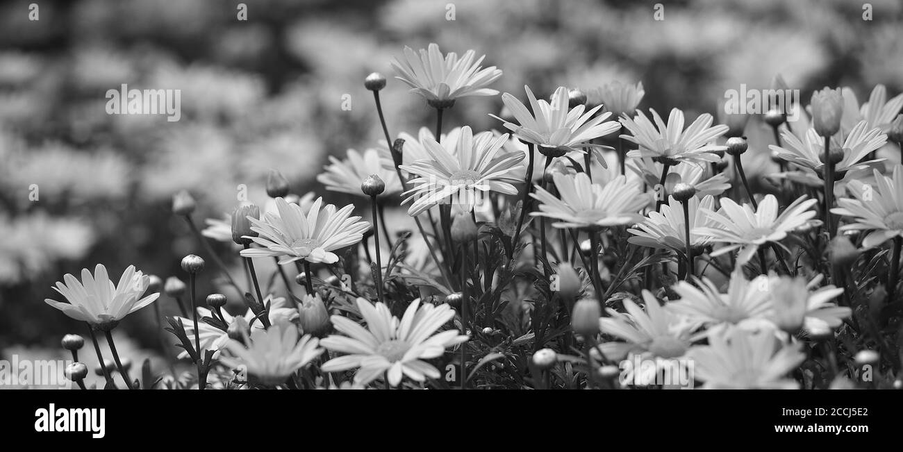 Giardino di splendide margherite in piena fioritura, effetto bianco e nero Foto Stock