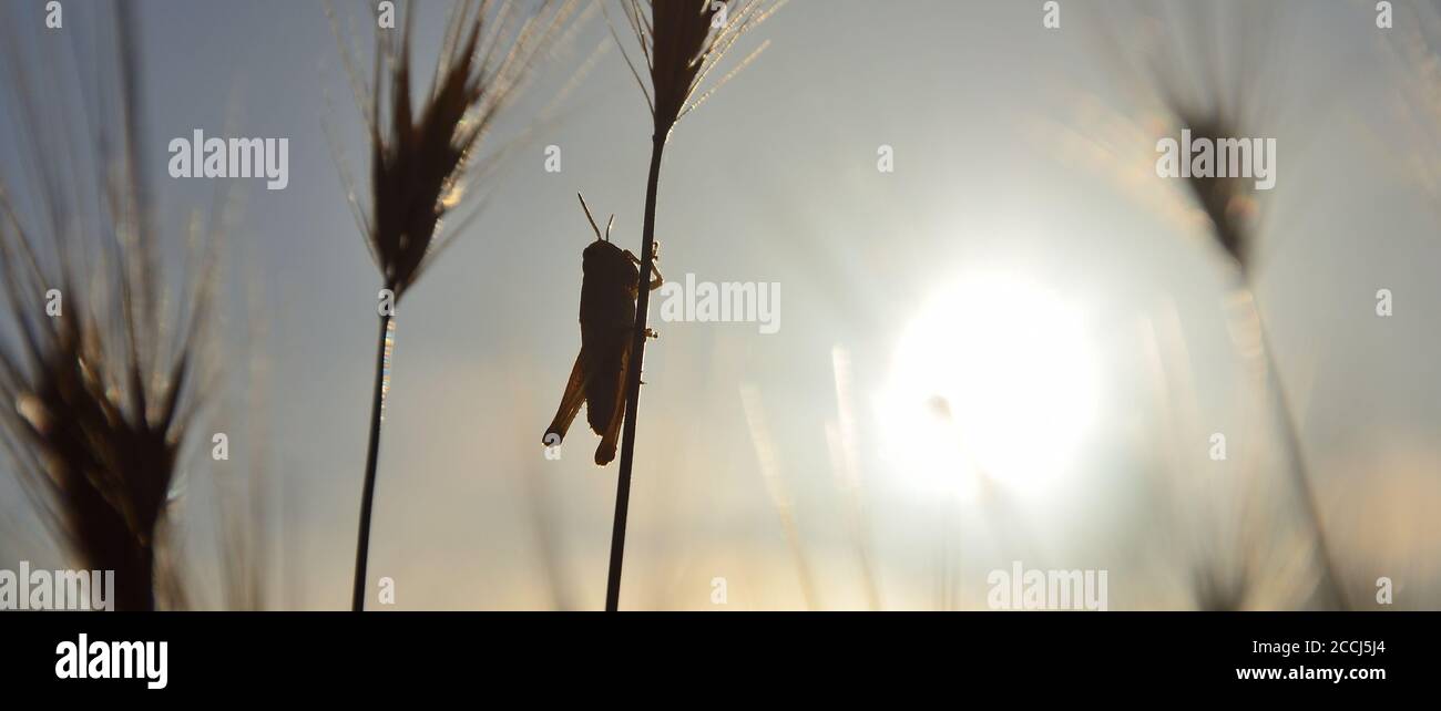 Piccolo gracshopper su un ramo di grano all'alba Foto Stock