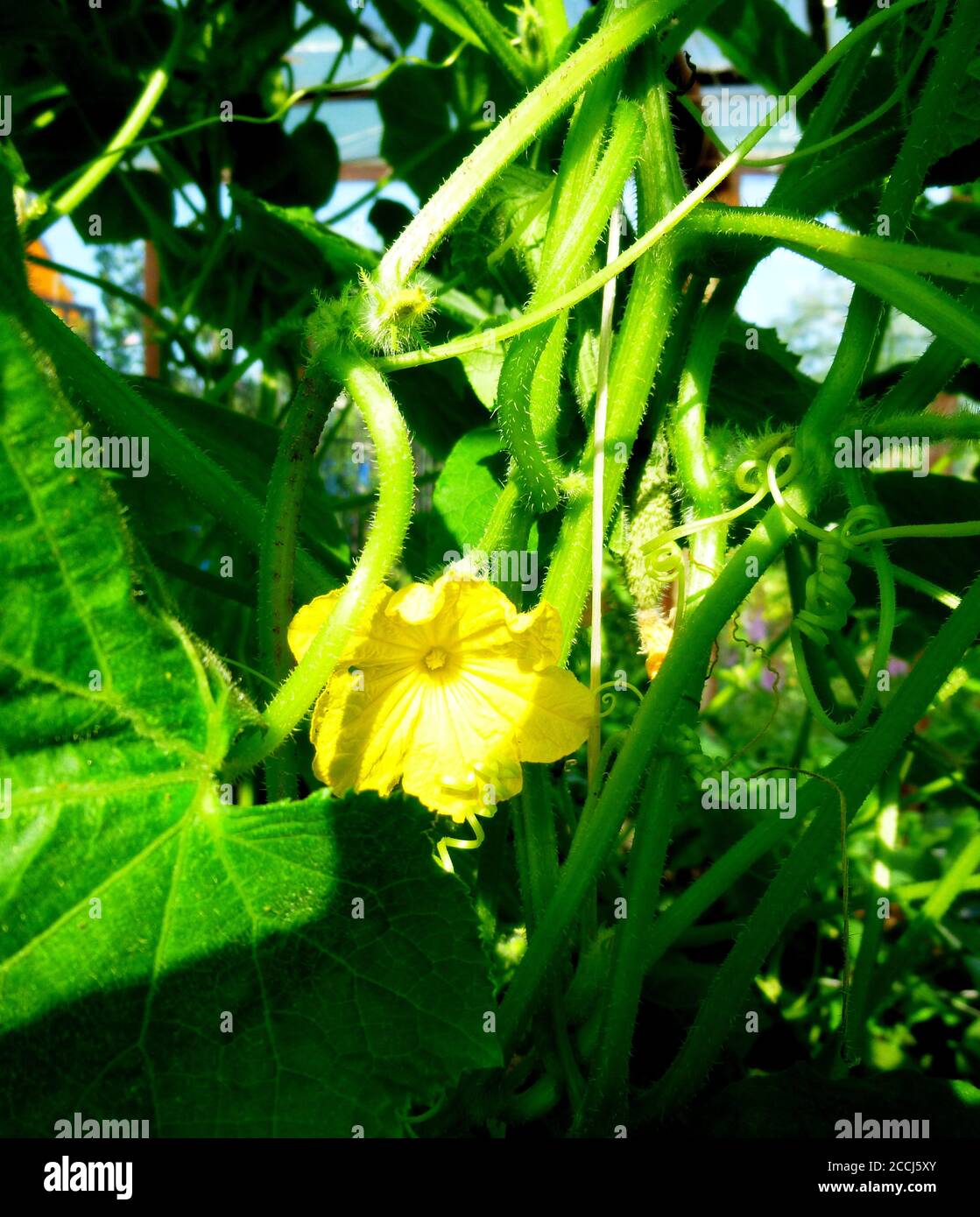 Fiori di cetriolo su un cespuglio in una serra Foto Stock