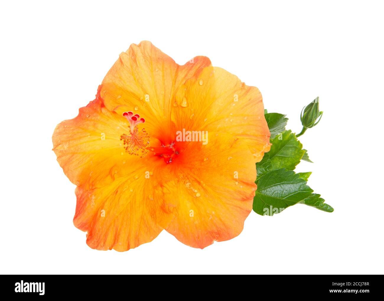Fiore di Hibiscus arancione con foglie isolate su sfondo bianco. Hibiscus è un genere di piante da fiore della famiglia delle Malvaceae. Diverse specifiche Foto Stock
