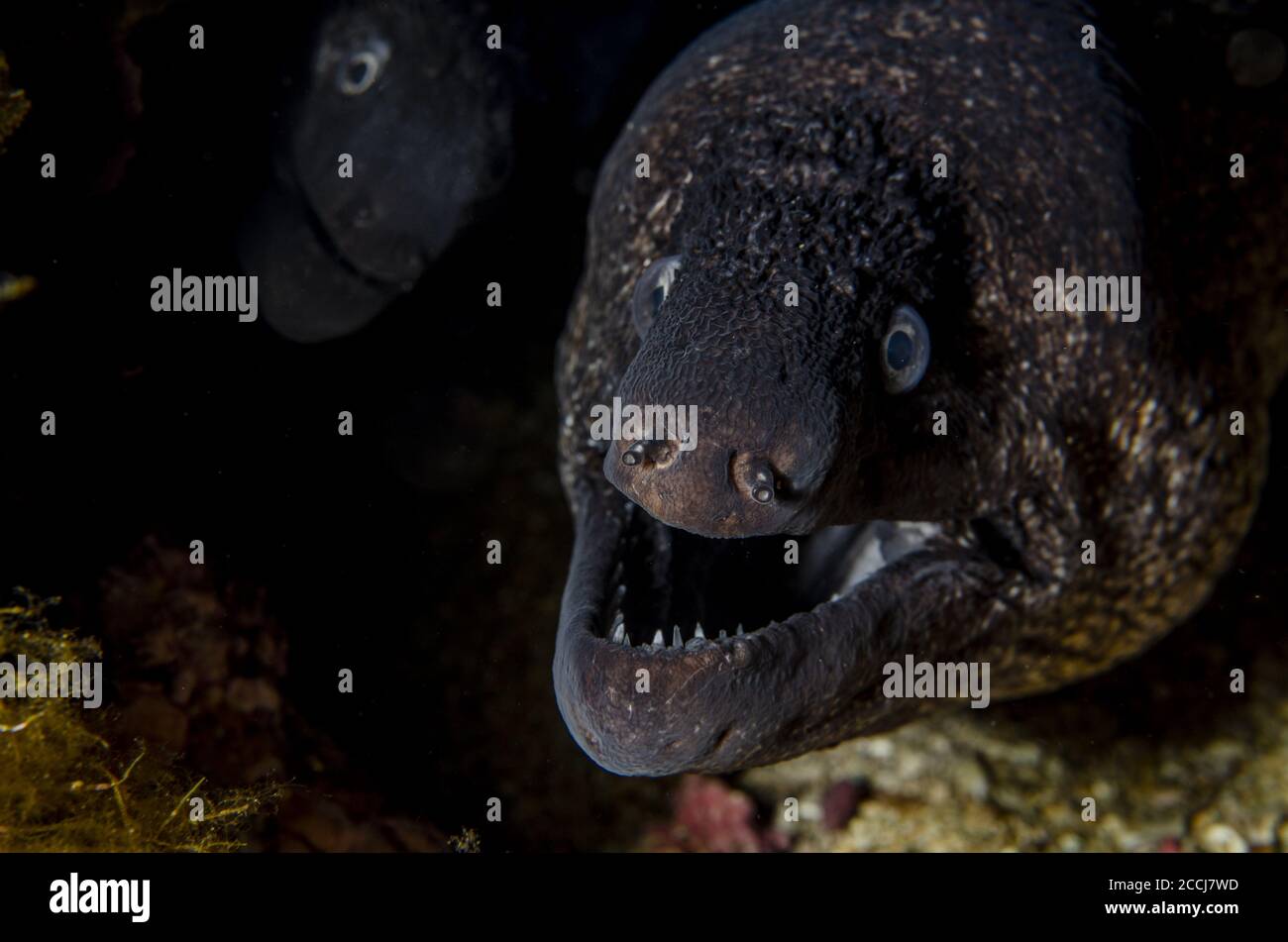 Moray Mediterraneo, Muraena helena, Mureneidae, Area Marina protetta Tor Paterno, Roma, Lazio, Italia, Mar Mediterraneo Foto Stock