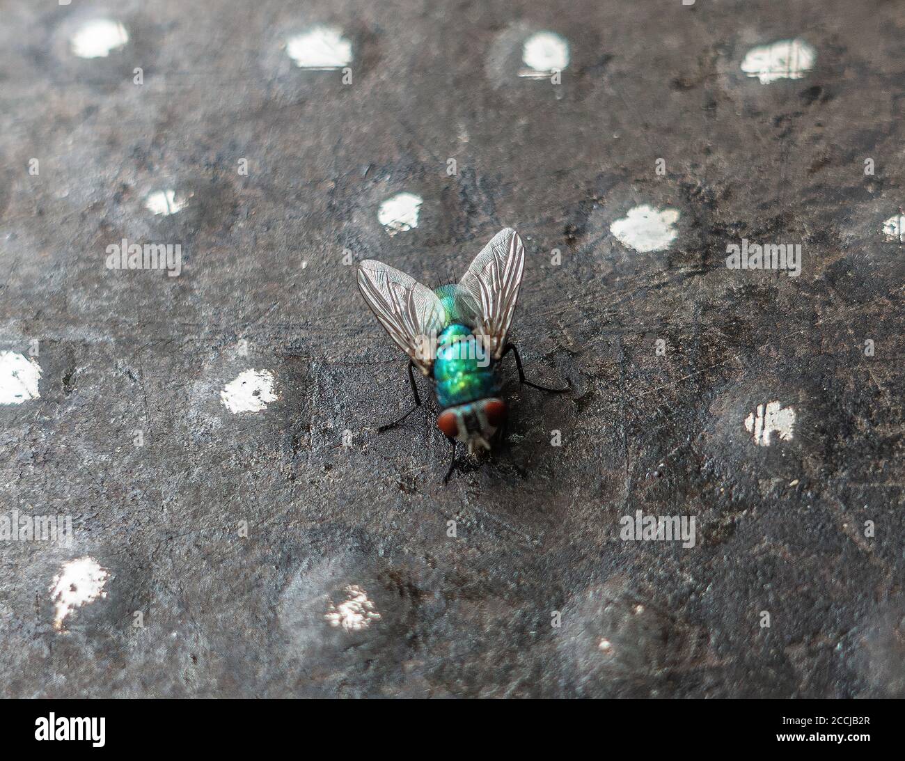primo piano di mosca su vassoio di carne Foto Stock