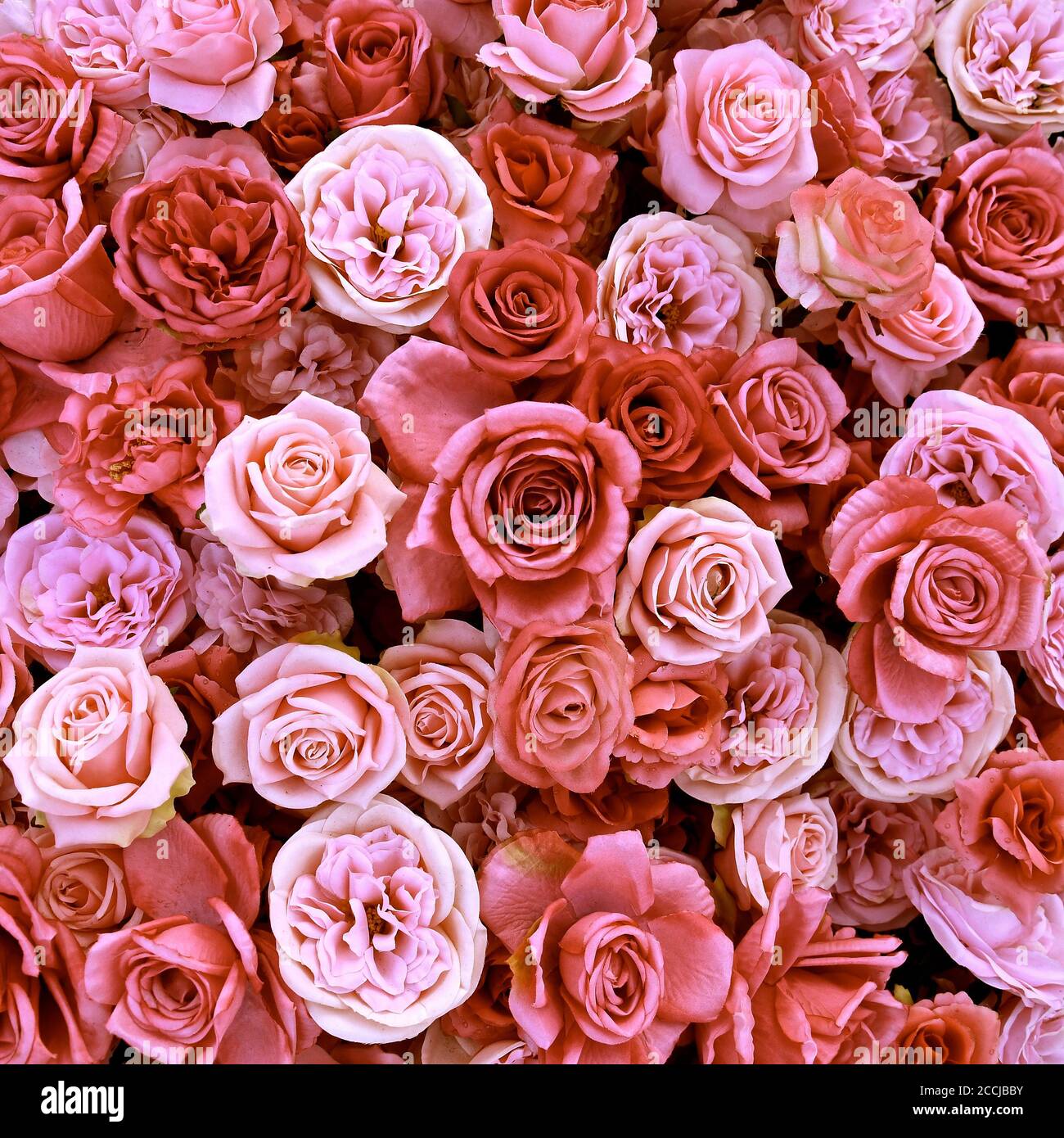 Una vista aerea di un piatto di rose assortite in piena fioritura in una  varietà di sfumature e toni di rosa, crema e pesca Foto stock - Alamy