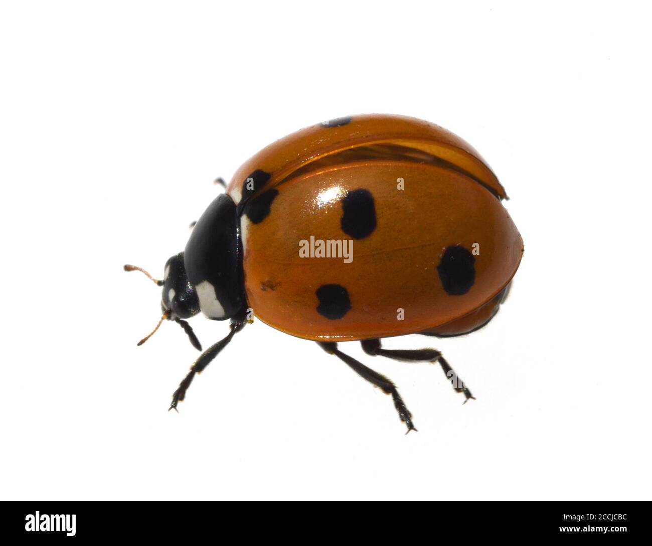 Marienkaefer, Coccinella semptempunctata, ist ein huebscher roter della Kaefer mit schwarzen Punkte. Insekt Das ist sehr nuetzlich und frisst viele Blattlae Foto Stock